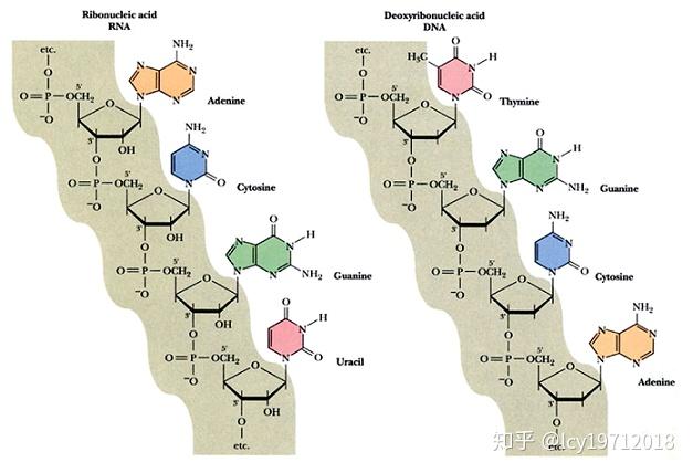 DNA的一级结构与二级结构_二级网络结构是什么 墨策网
