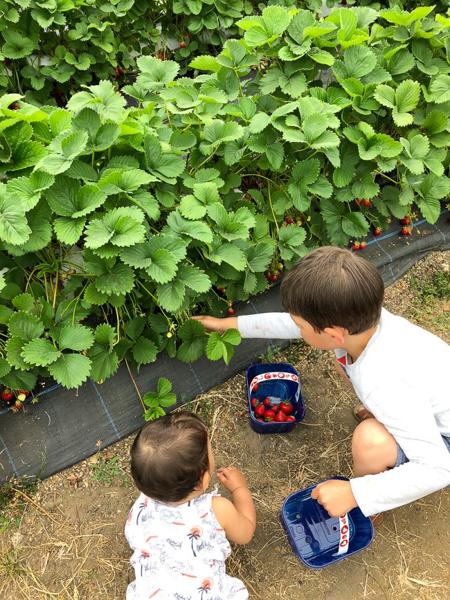 Garsons Farm Pick Your Own Surrey Piccolo Explorer