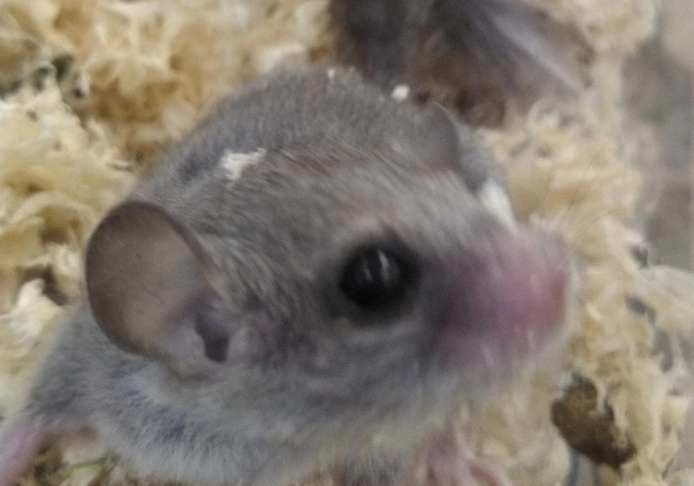 アフリカヤマネ ペット販売 東京で爬虫類と触れ合いたい方はPiccolo Zooへお越しください