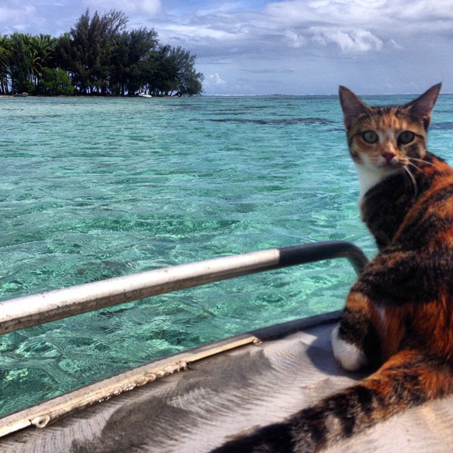 Captain Lizzy Clark and Amelia the cat Image Abyss