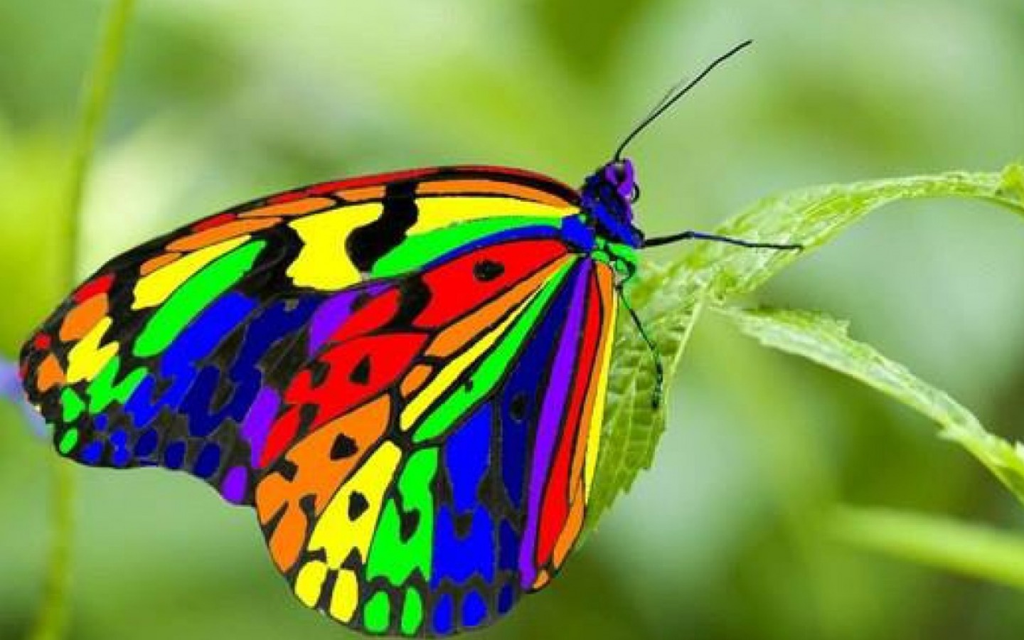 Colorful Butterflies 22A