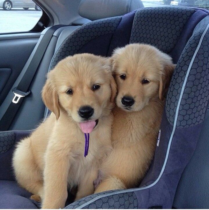 Puppies Ready For A Ride Image Abyss