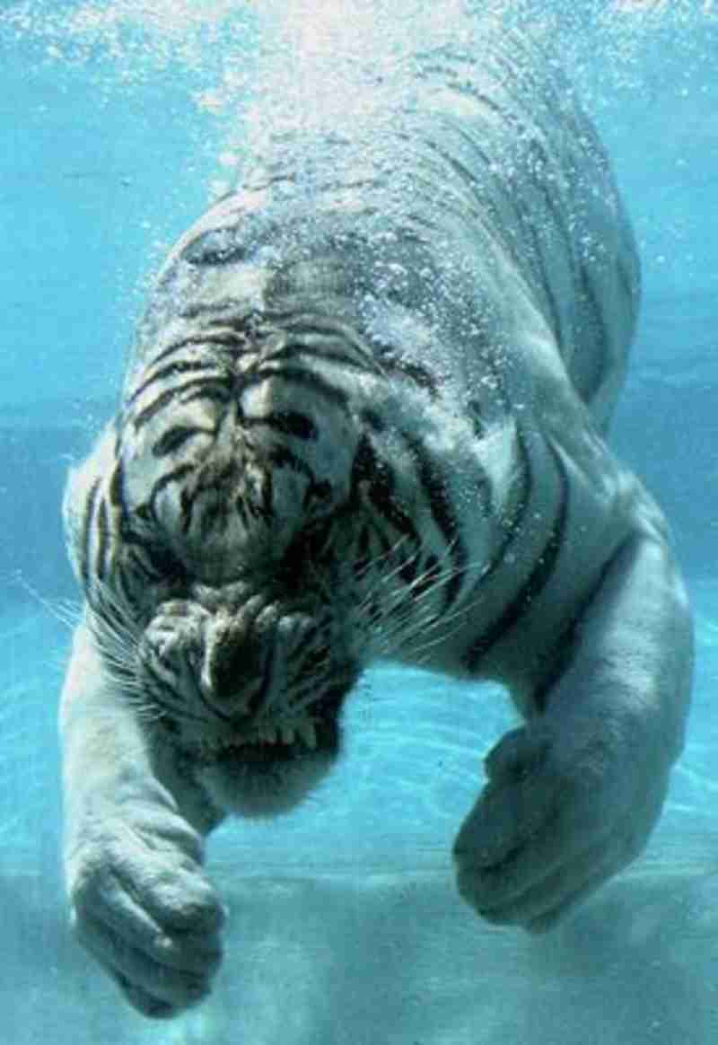 White Tigers Underwater
