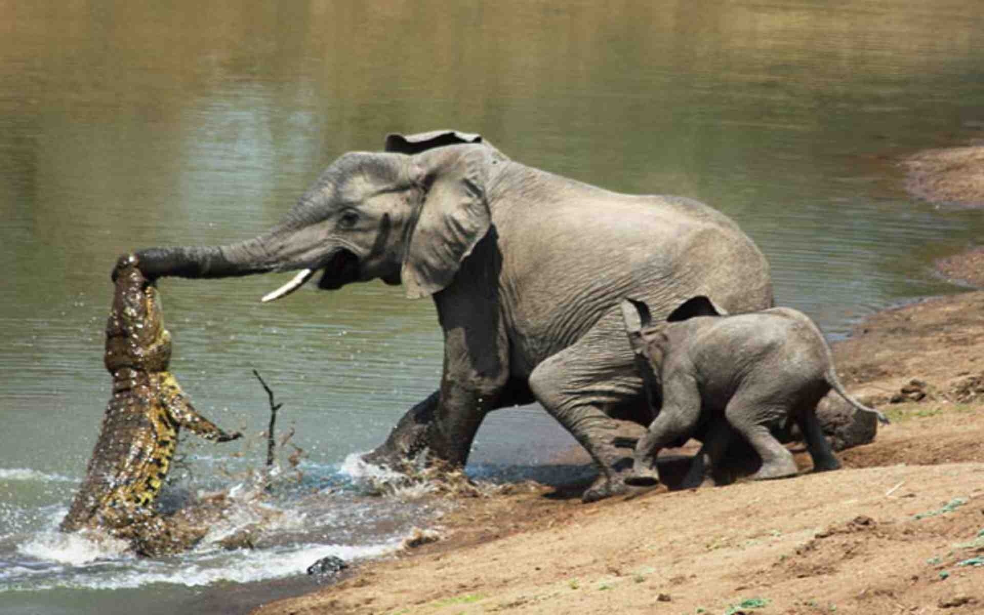 African elephant fights crocodile to defend her baby Image Abyss