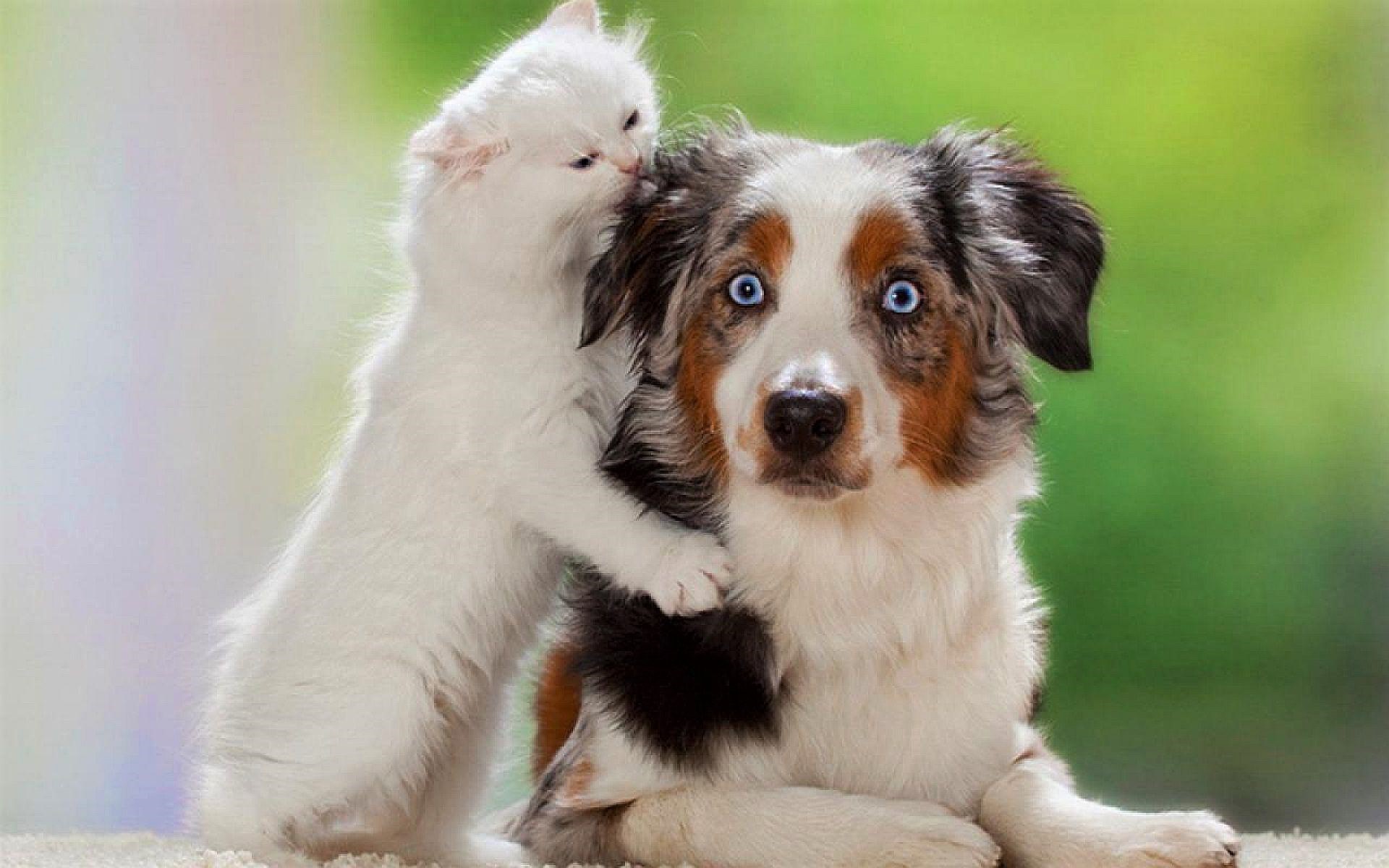 Funny Cat and Dog Image Abyss