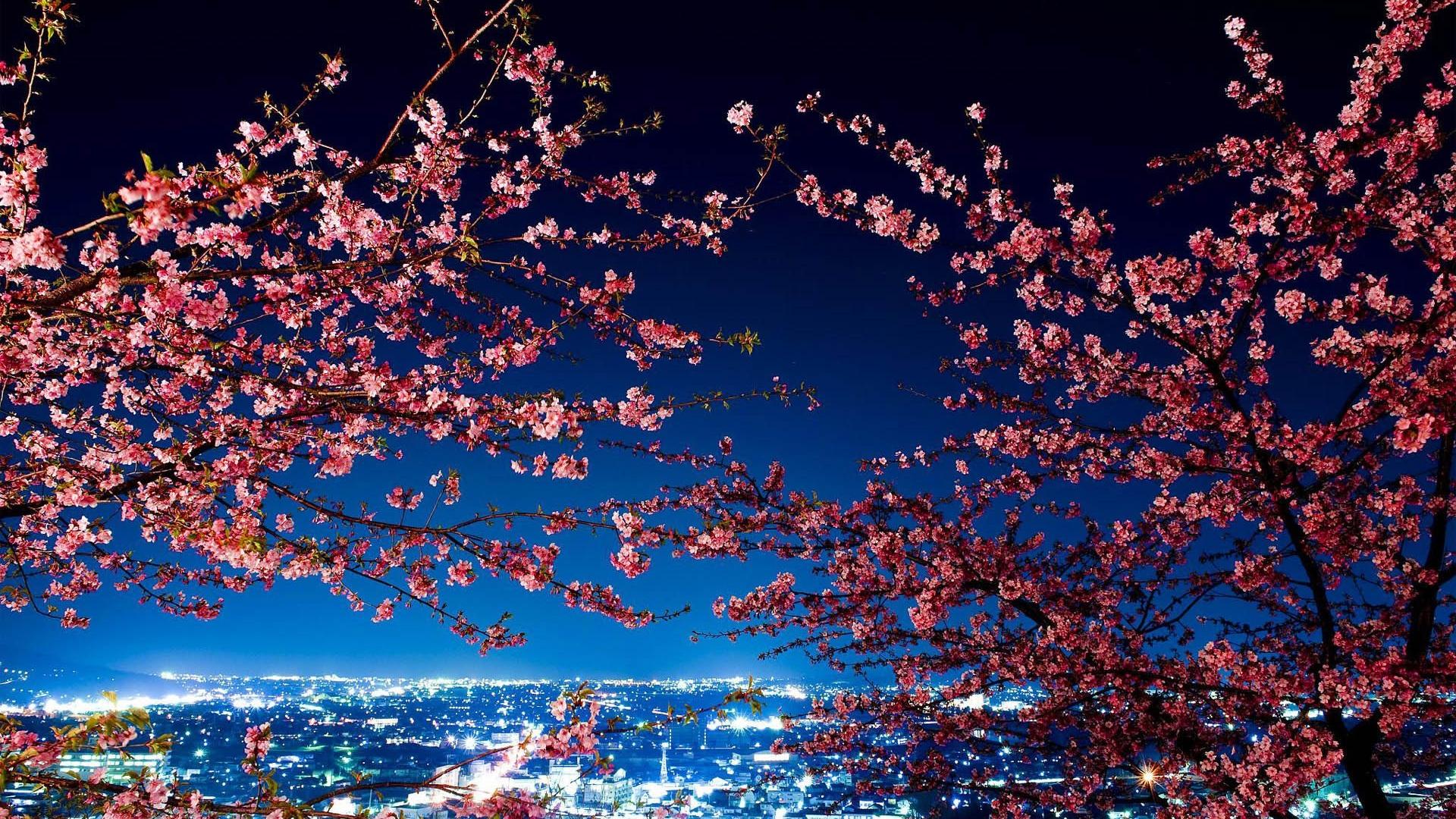 Cherry Blossoms Image Abyss