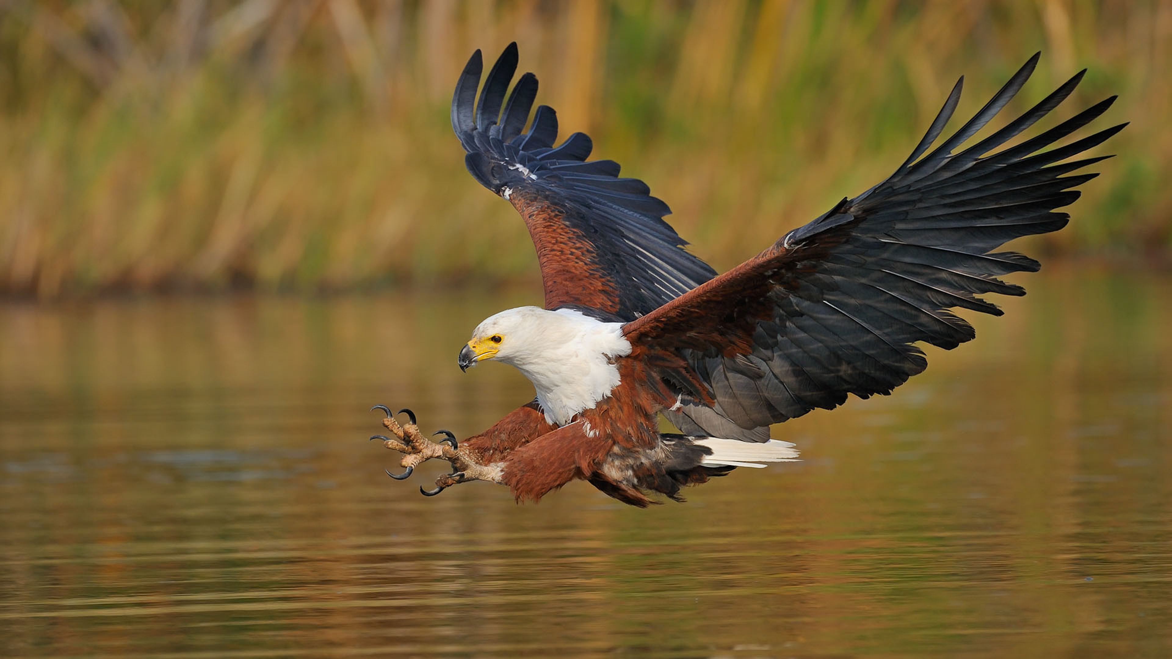 African Fish Eagle Landing Image Abyss