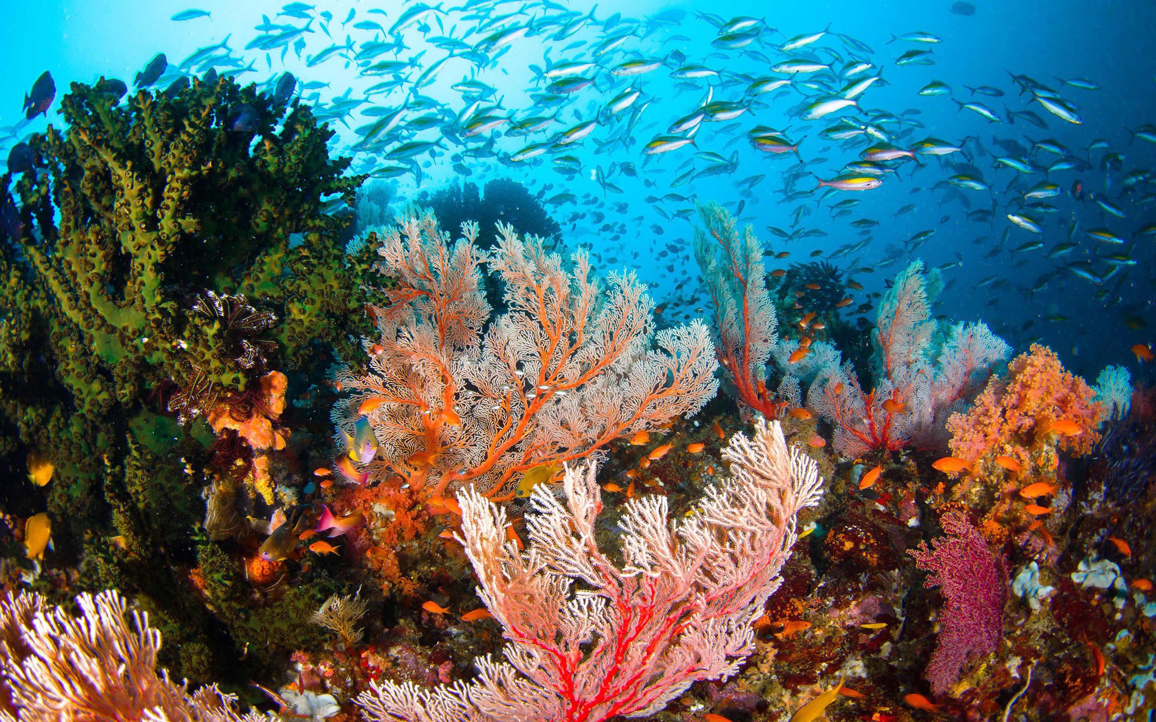 Under the Sea Image ID 259432 Image Abyss