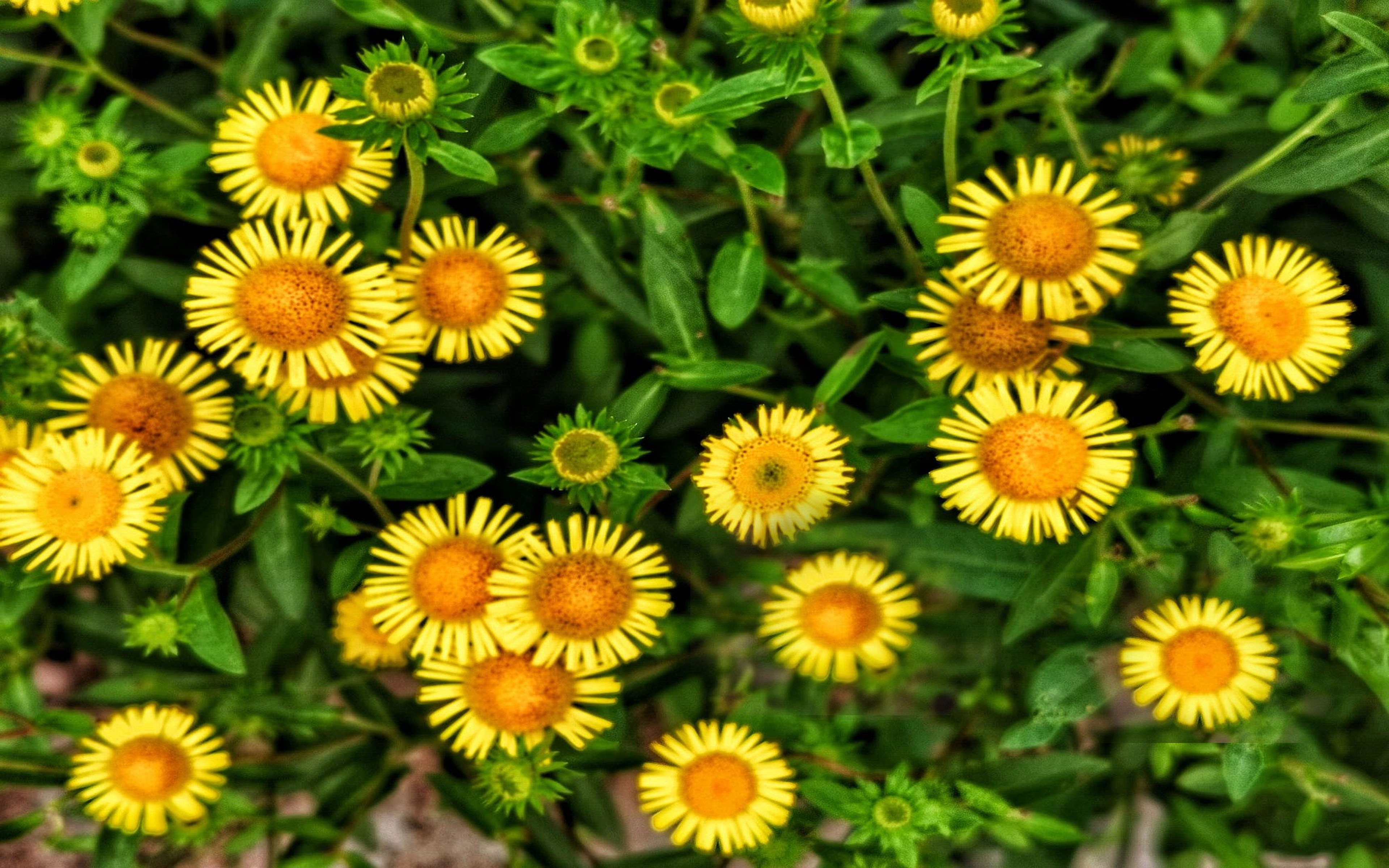 Yellow Asters Image Abyss