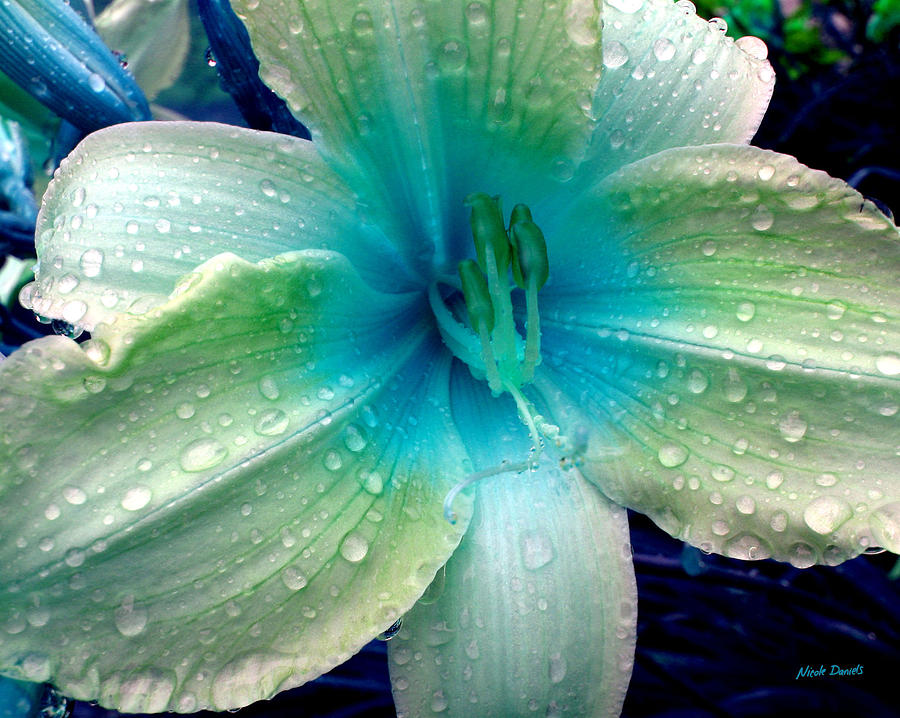 Drops On Lily by Nicole Daniels Image Abyss