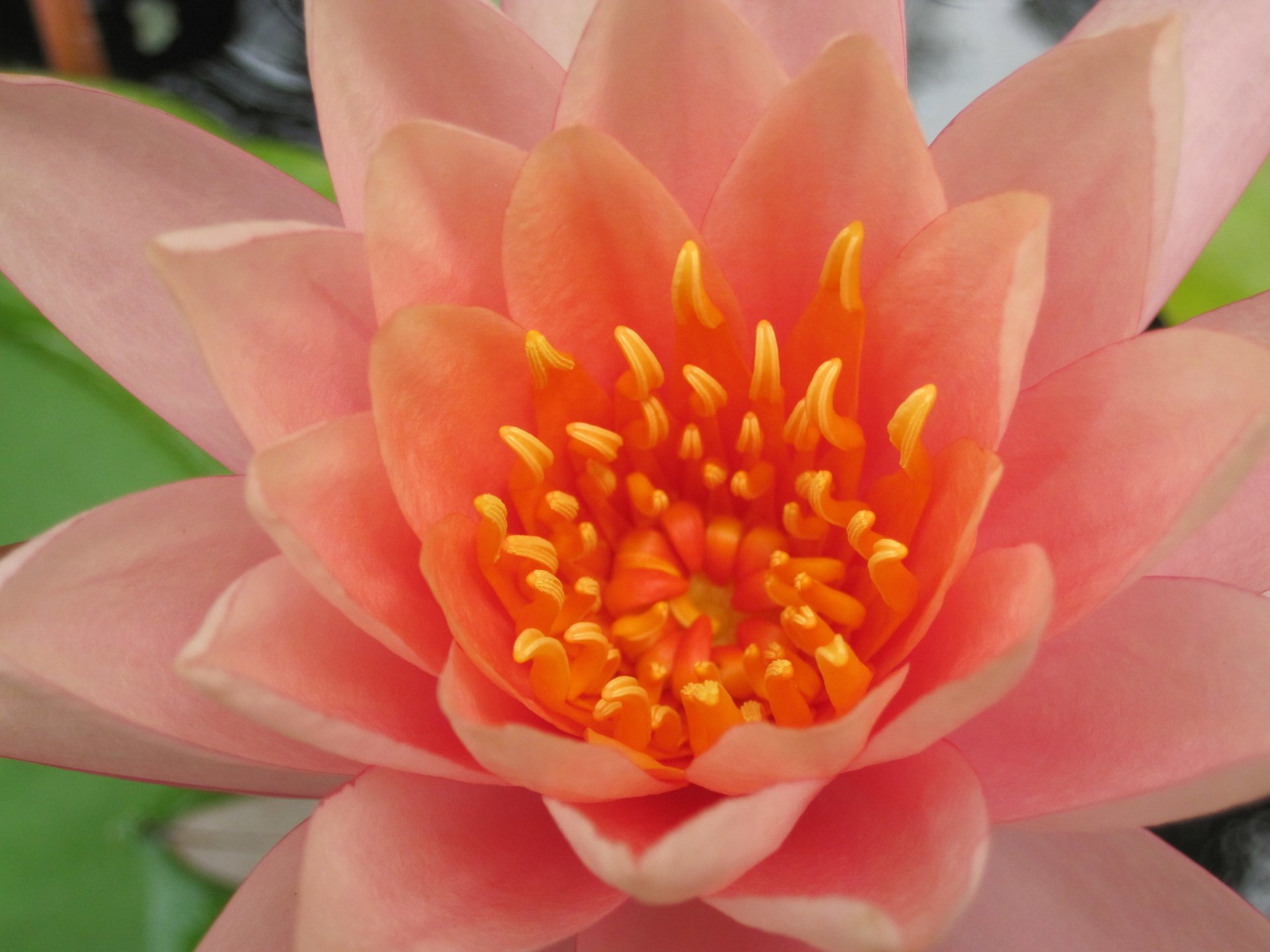 Flower Dawn Image ID 270740 Image Abyss