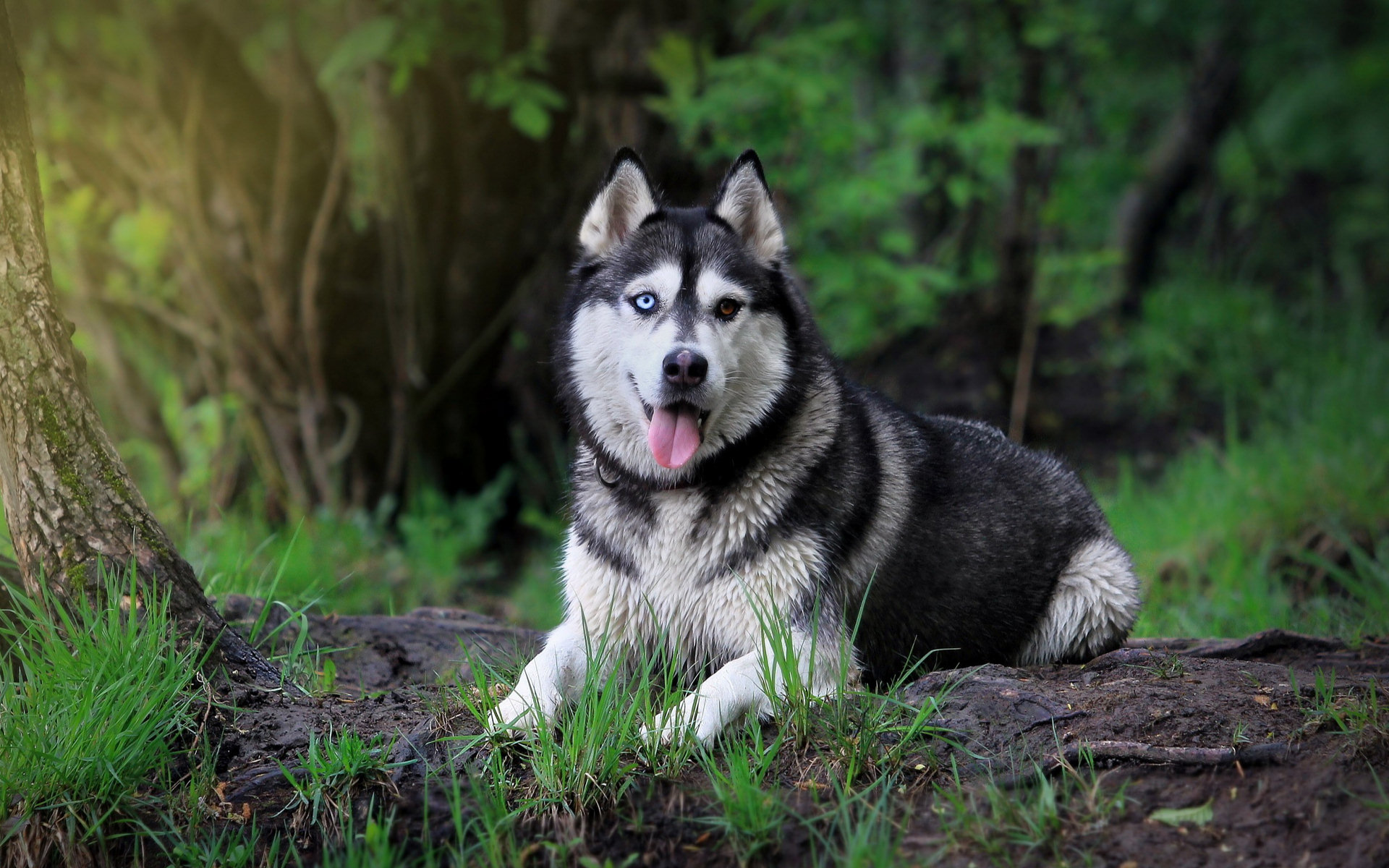 Siberian Husky Picture Image Abyss