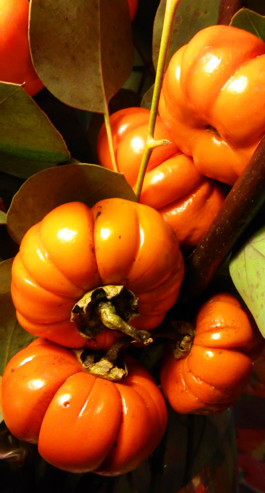 Ornamental Eggplant Pumpkin On A Stick Image Abyss