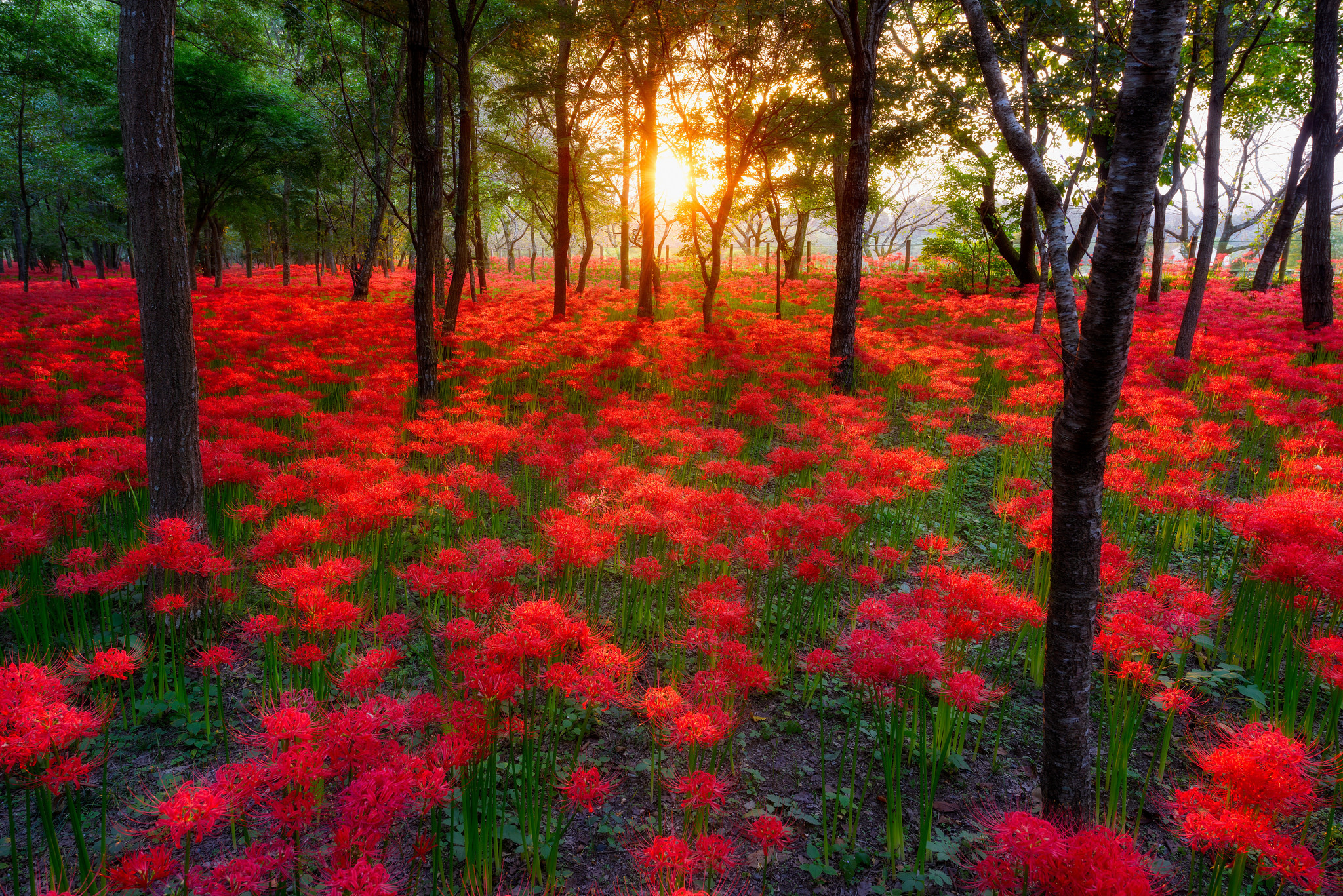 Red Flowers in the Forest Image Abyss