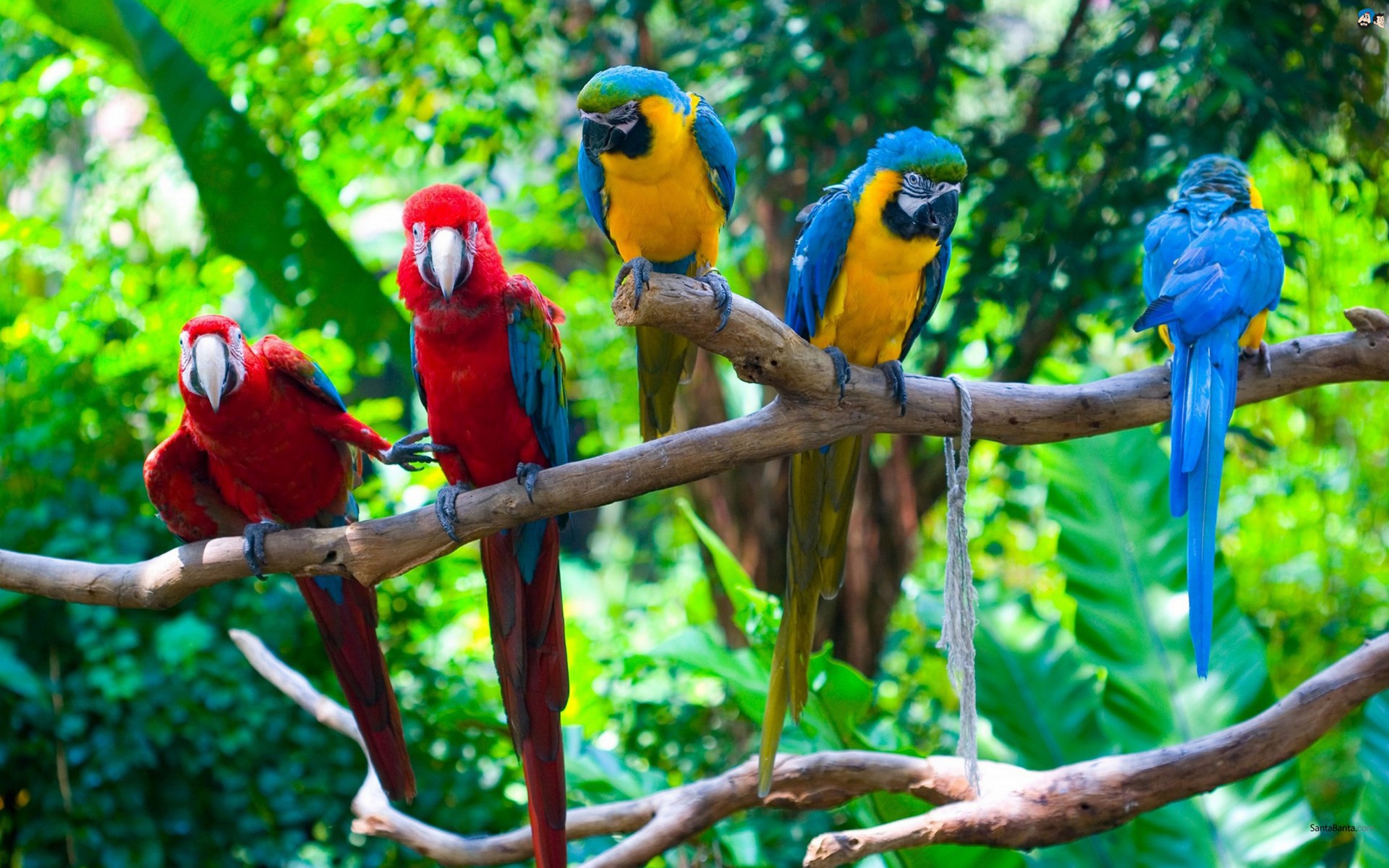 Parrots on a Branch in Rainforest Image Abyss