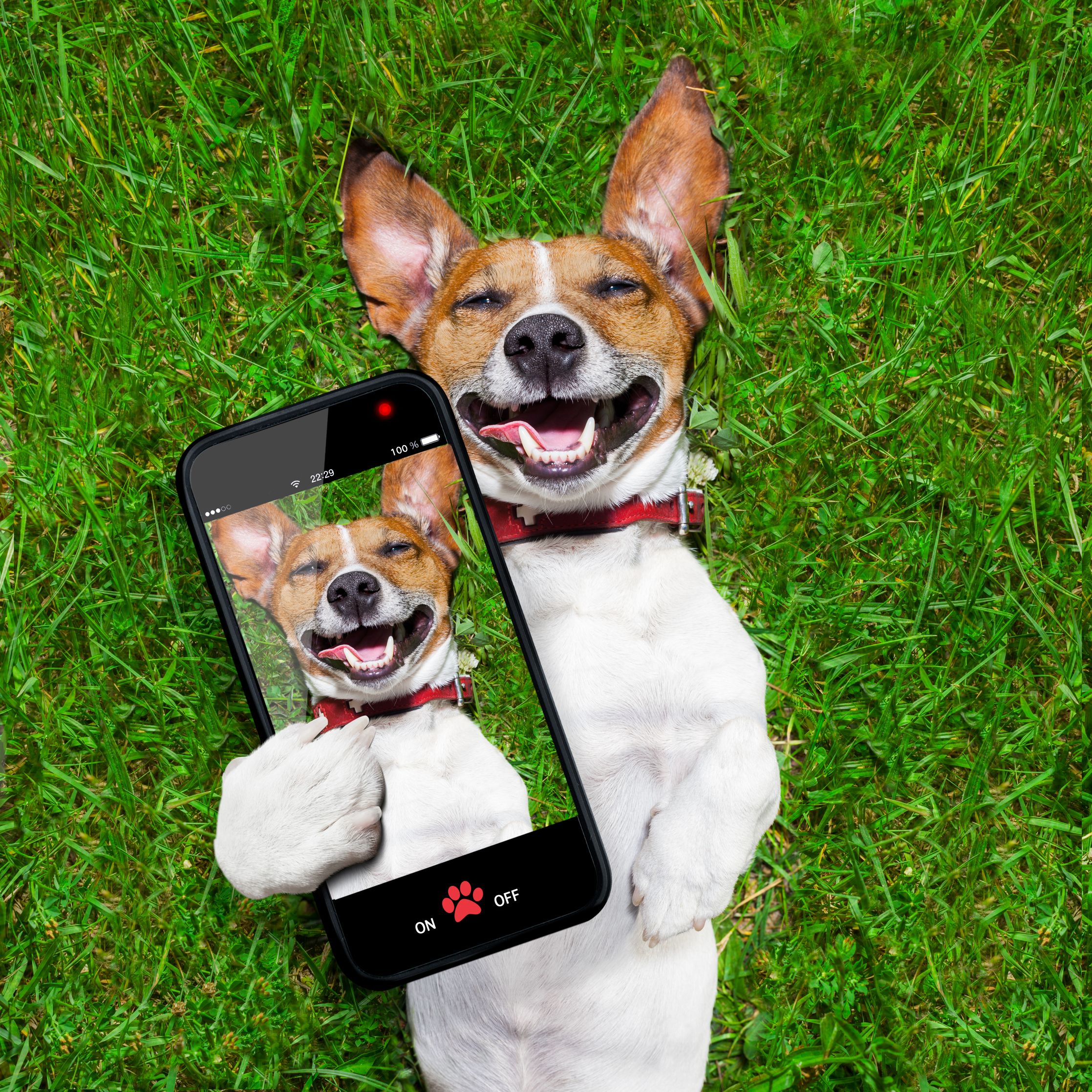 dog taking selfies Image ID 288986 Image Abyss