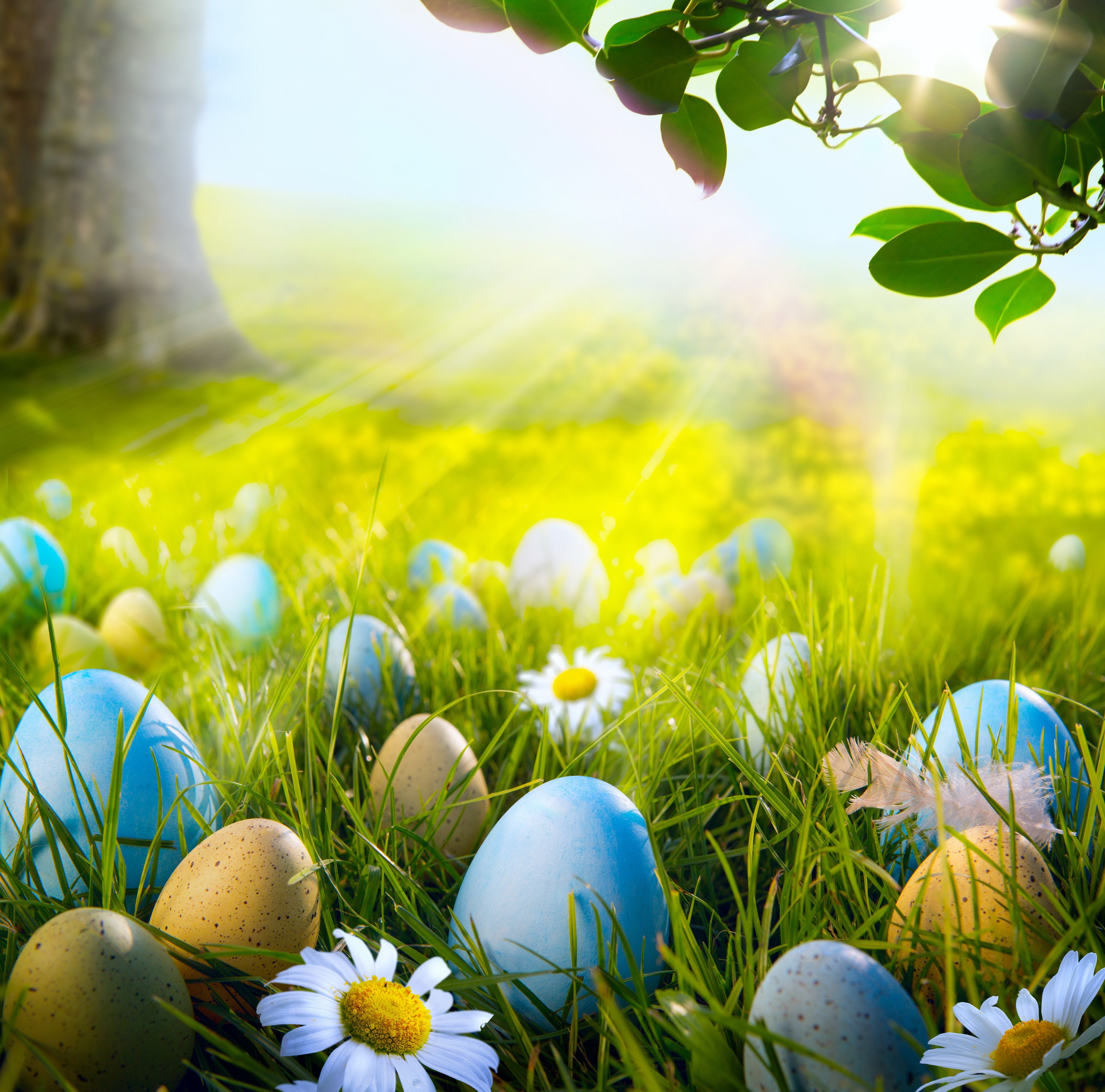 Easter eggs and flowers with morning sunrise Image Abyss