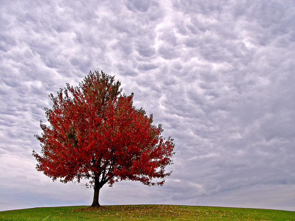 Lone Red Tree in the Field Image Abyss