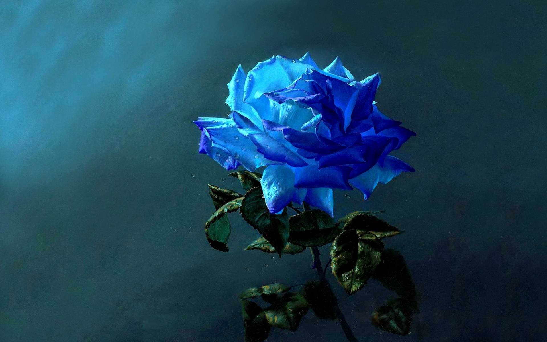 Blue Rose Image Abyss