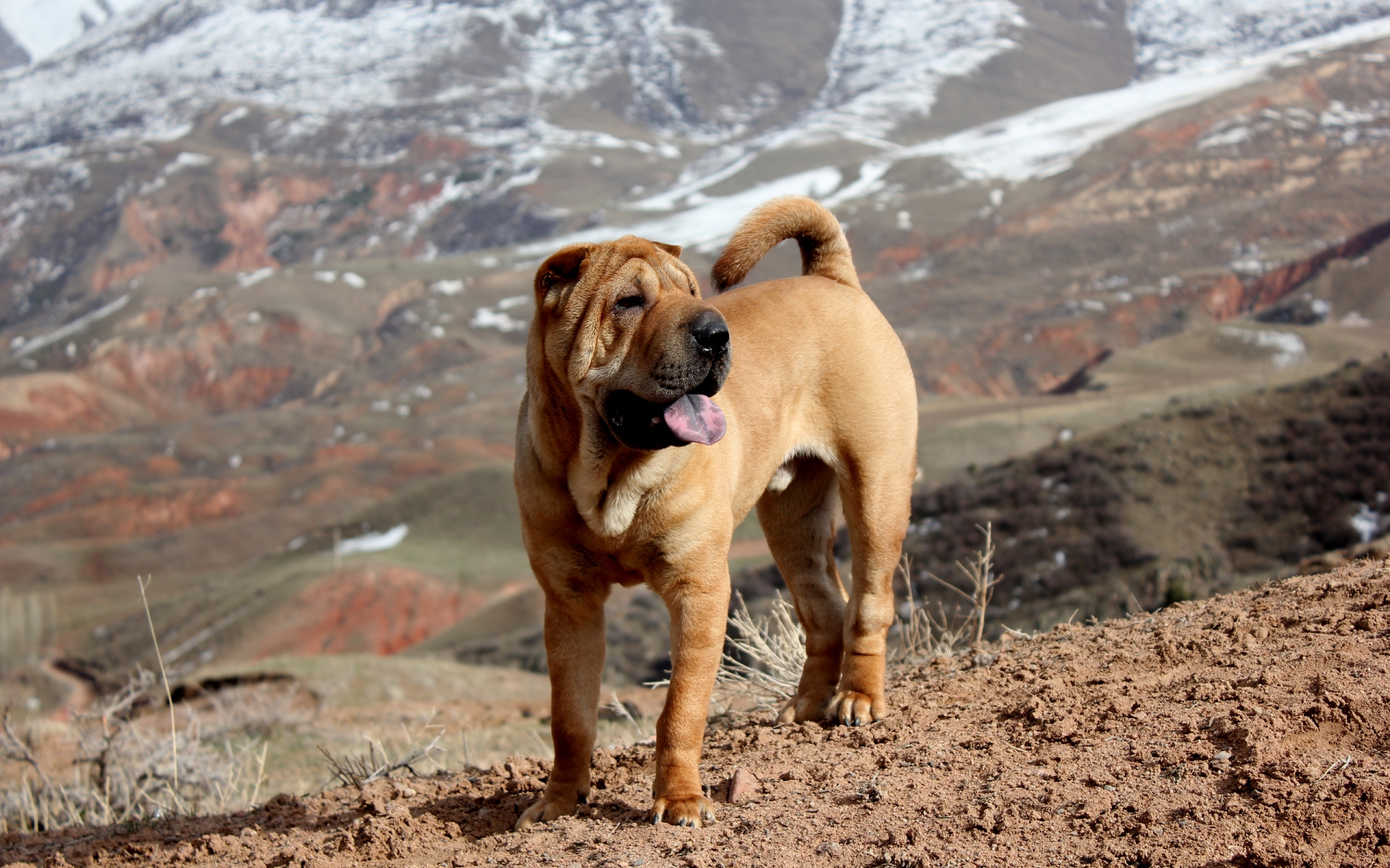 Shar Pei Image ID 290283 Image Abyss