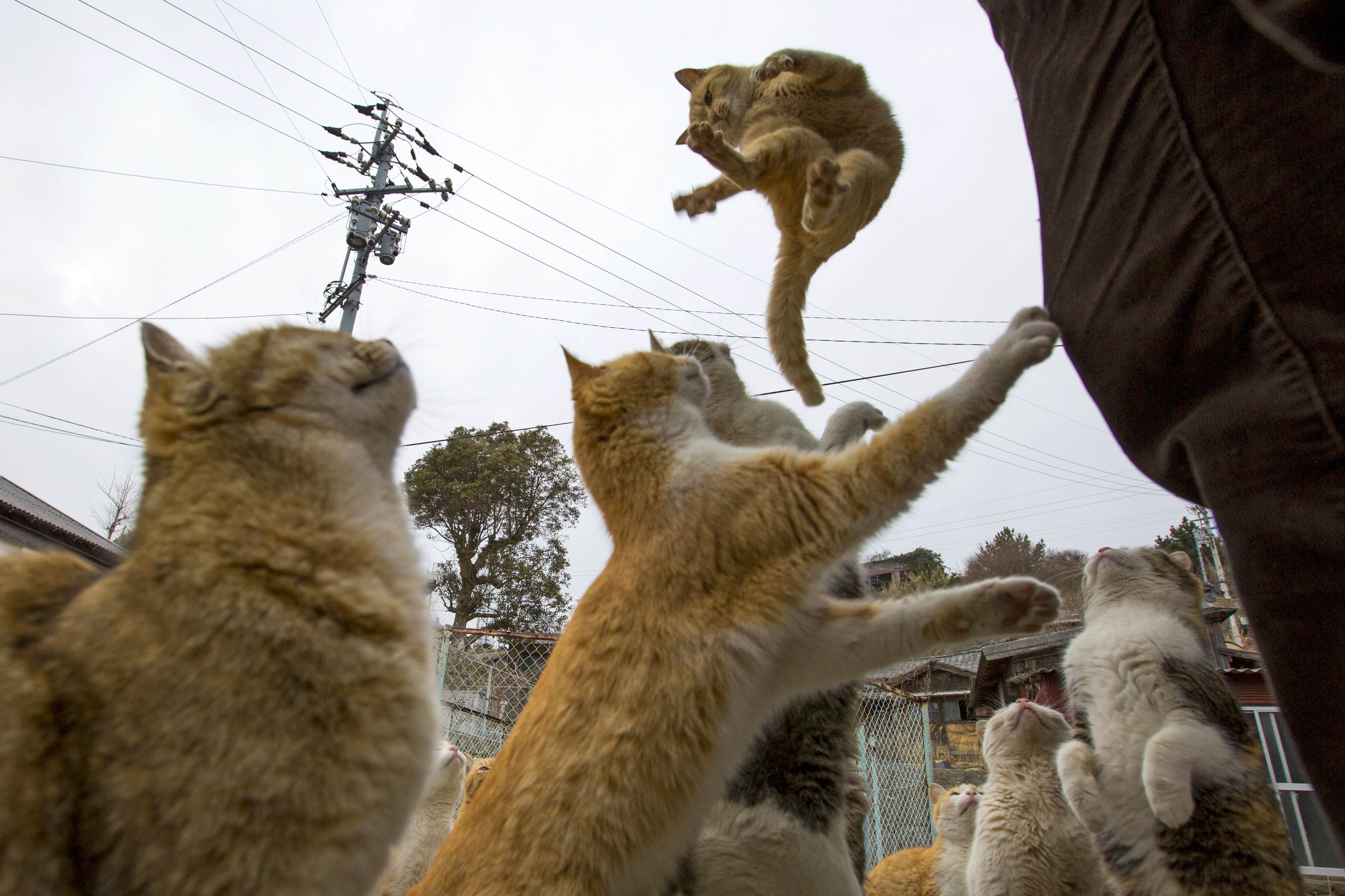 Aoshima, Japan, cat island Image Abyss