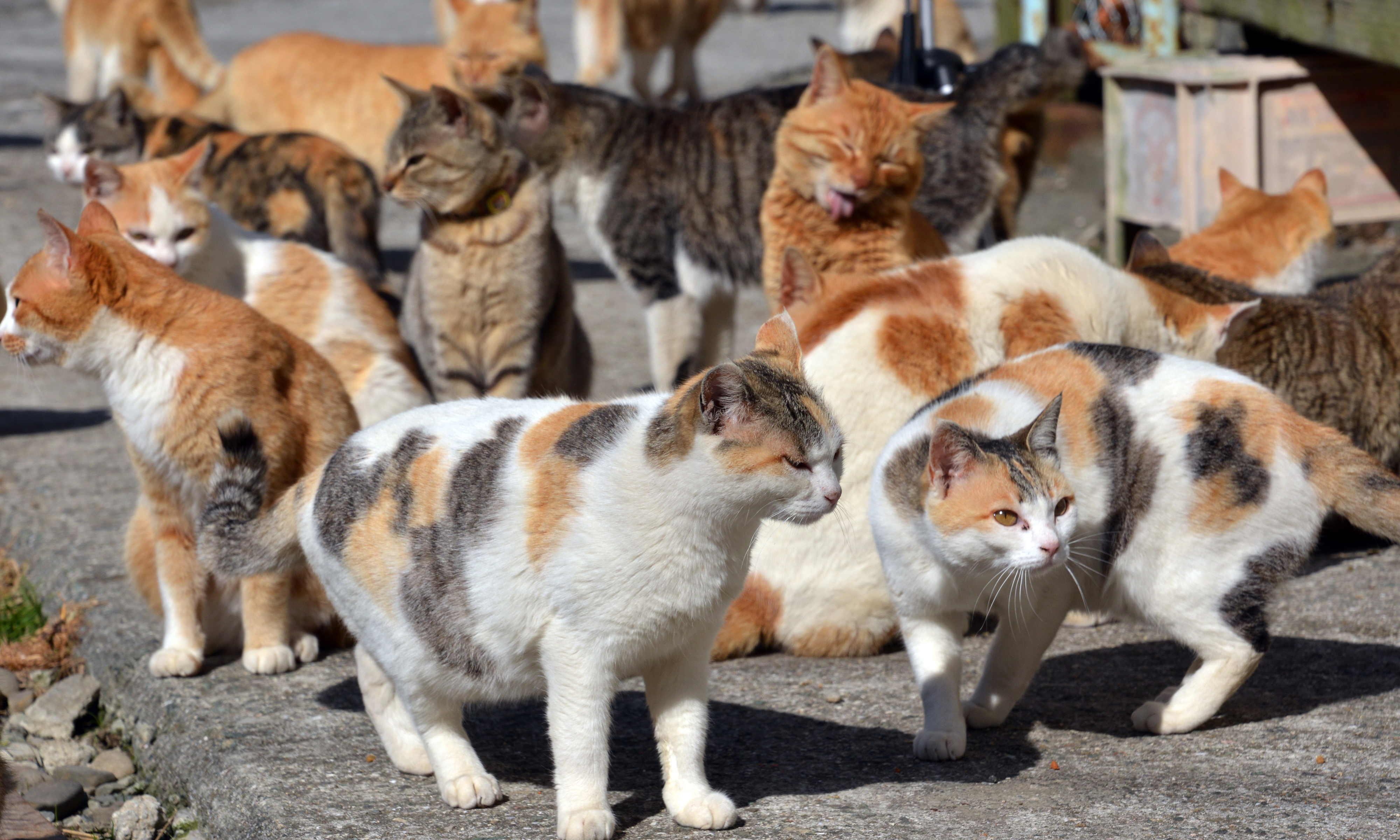 Aoshima, Japan, cat island Image ID 290726 Image Abyss
