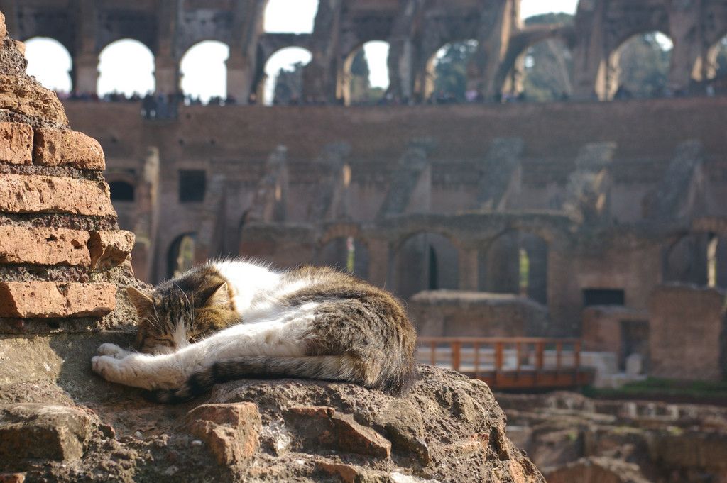 cat on vacation Colosseum in Rome Image Abyss