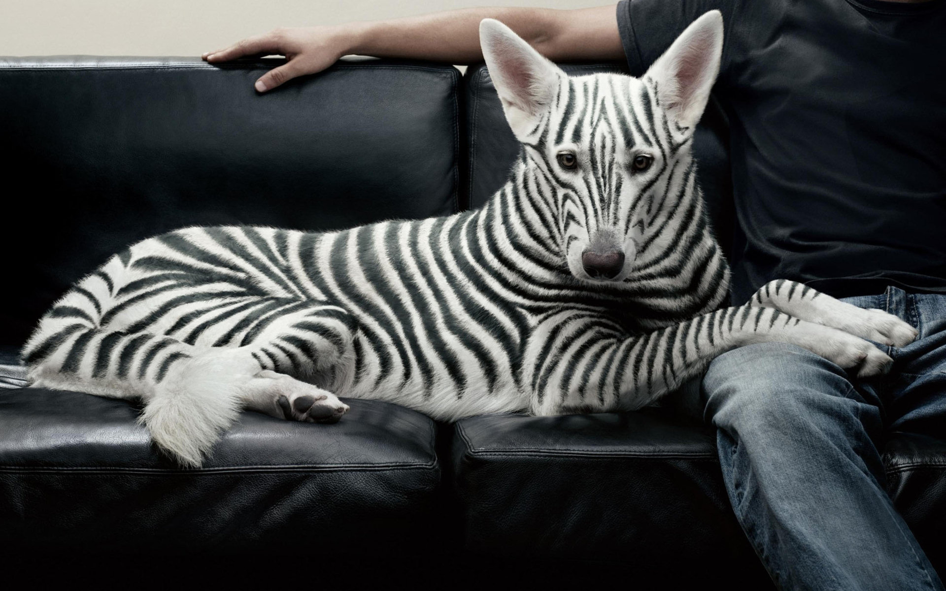 Zebra Dog Image Abyss