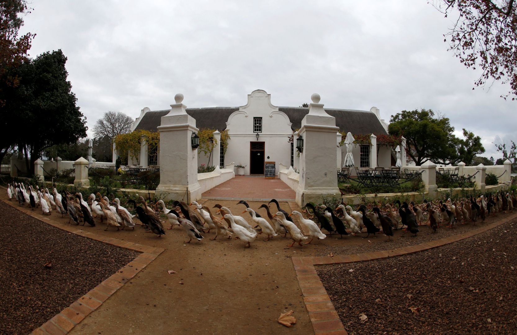 Indian Runner ducks are seen at a vineyard at the Vergenoegd wine