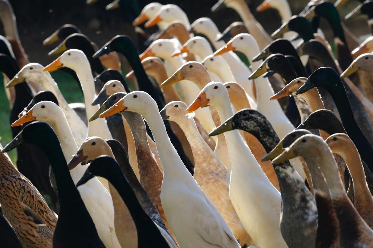 A pair of Indian Runner ducks are seen at a vineyard at the Vergenoegd