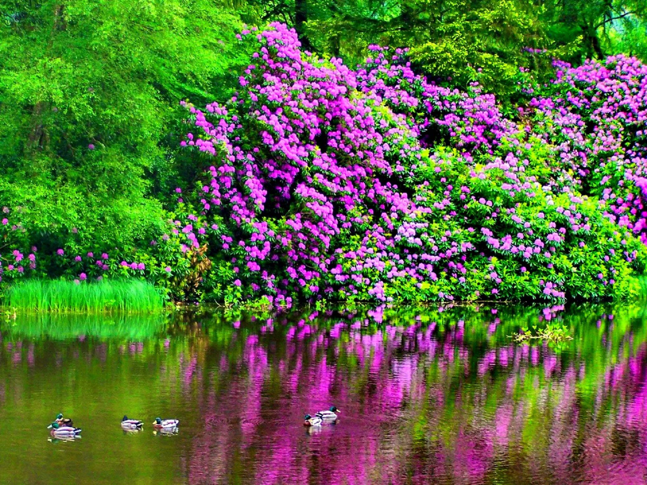 Ponds with garden flowers Image Abyss