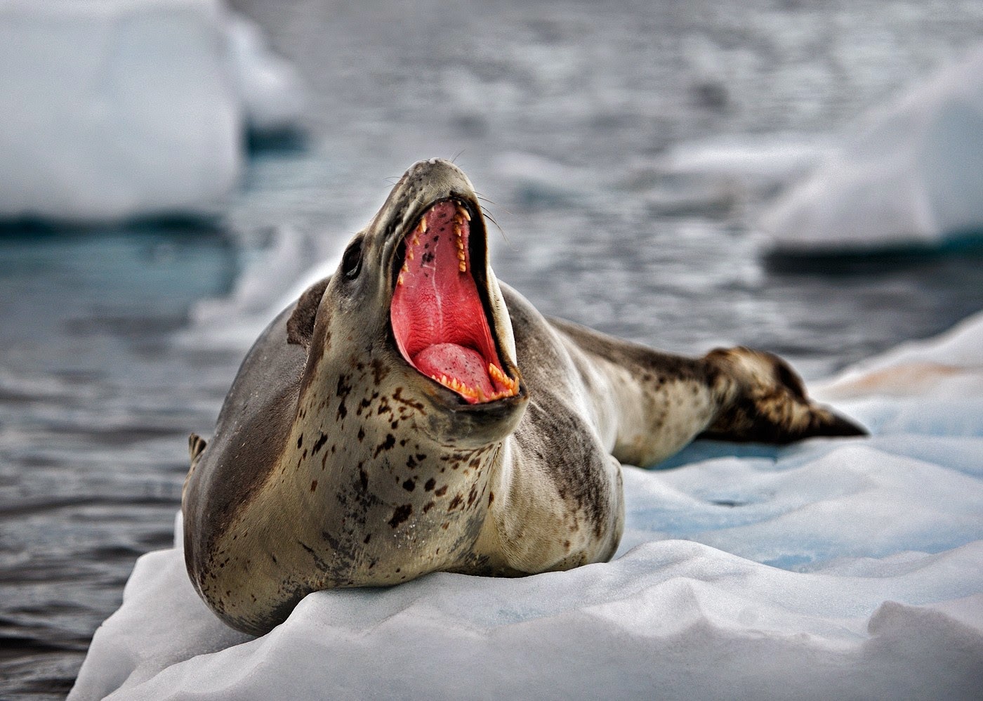 leopard seal showing his teeth Image Abyss