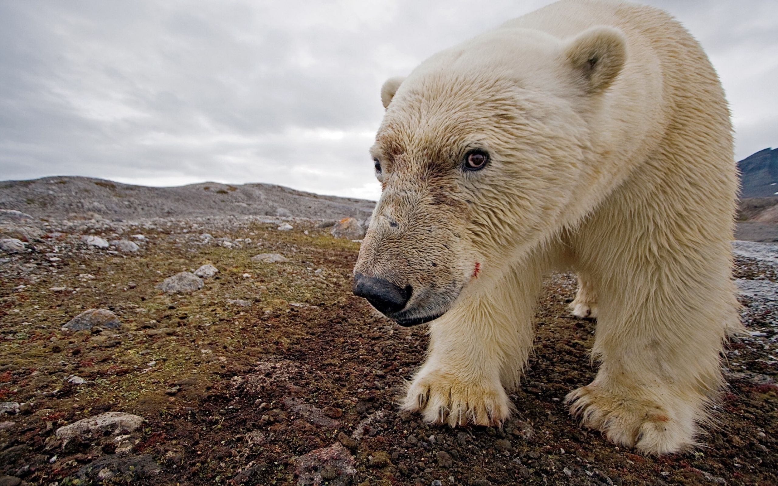 Paul Nicklen, polar bear by Paul Nicklen Image Abyss