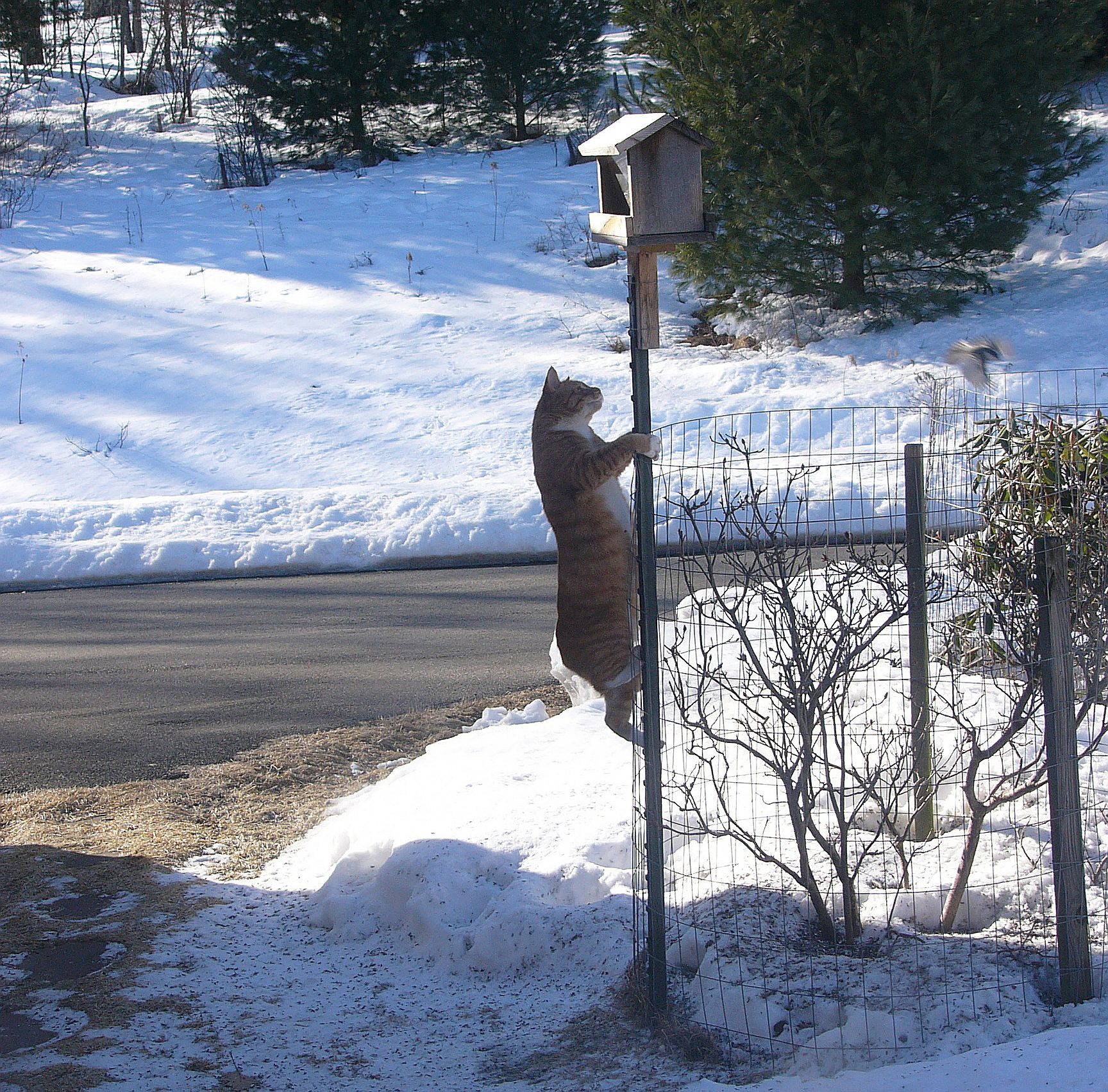 Tanny, leave the birds alone. March 2014 Image ID 292683 Image Abyss