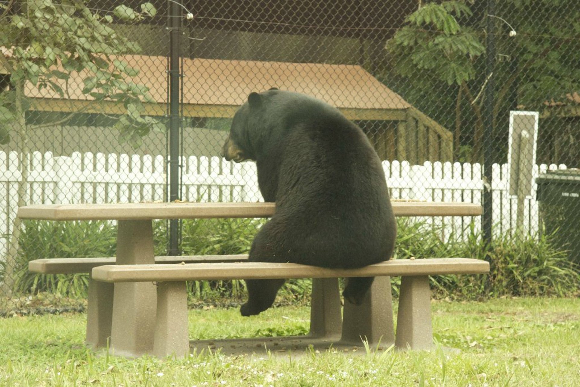 bear sitting on a picnic table Image Abyss