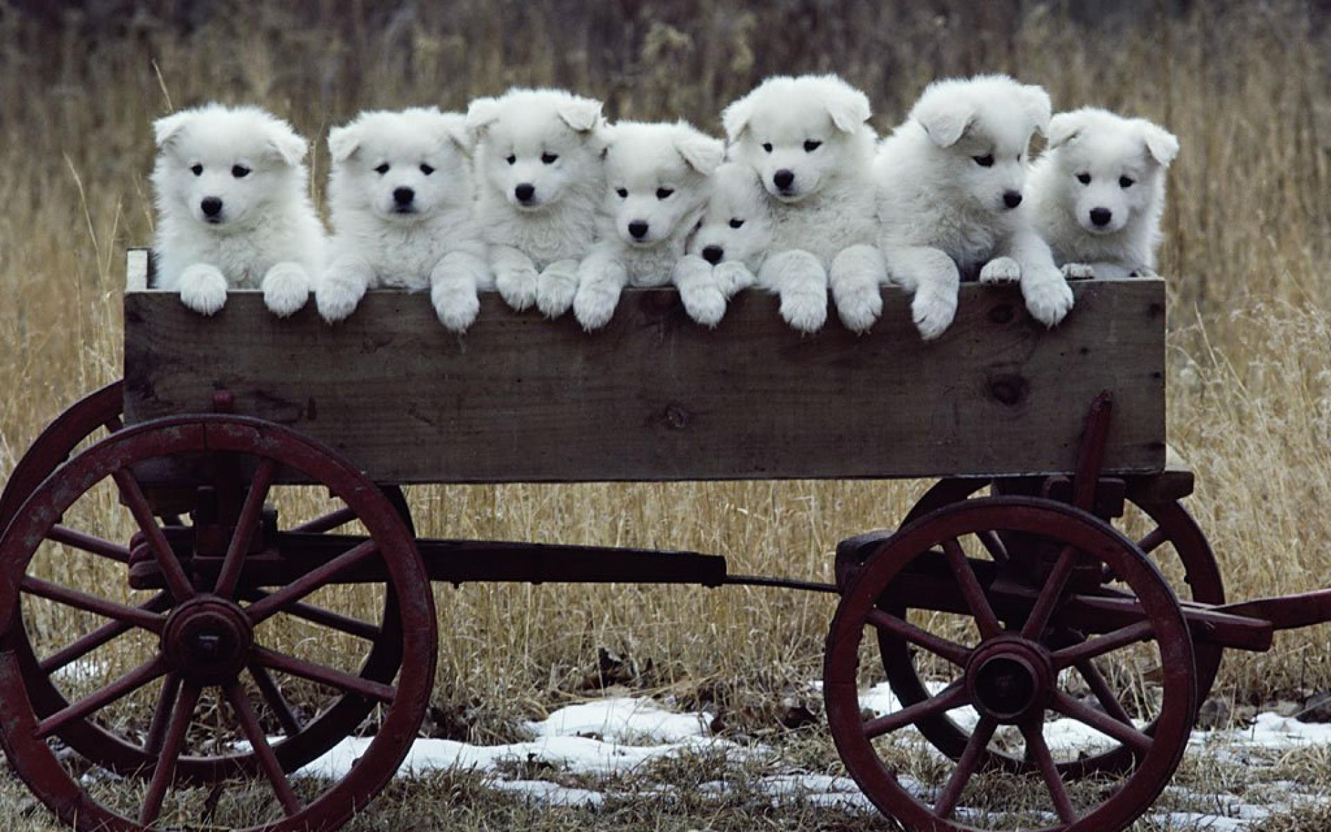 a cartload of Newfoundland puppies Image ID 292924 Image Abyss