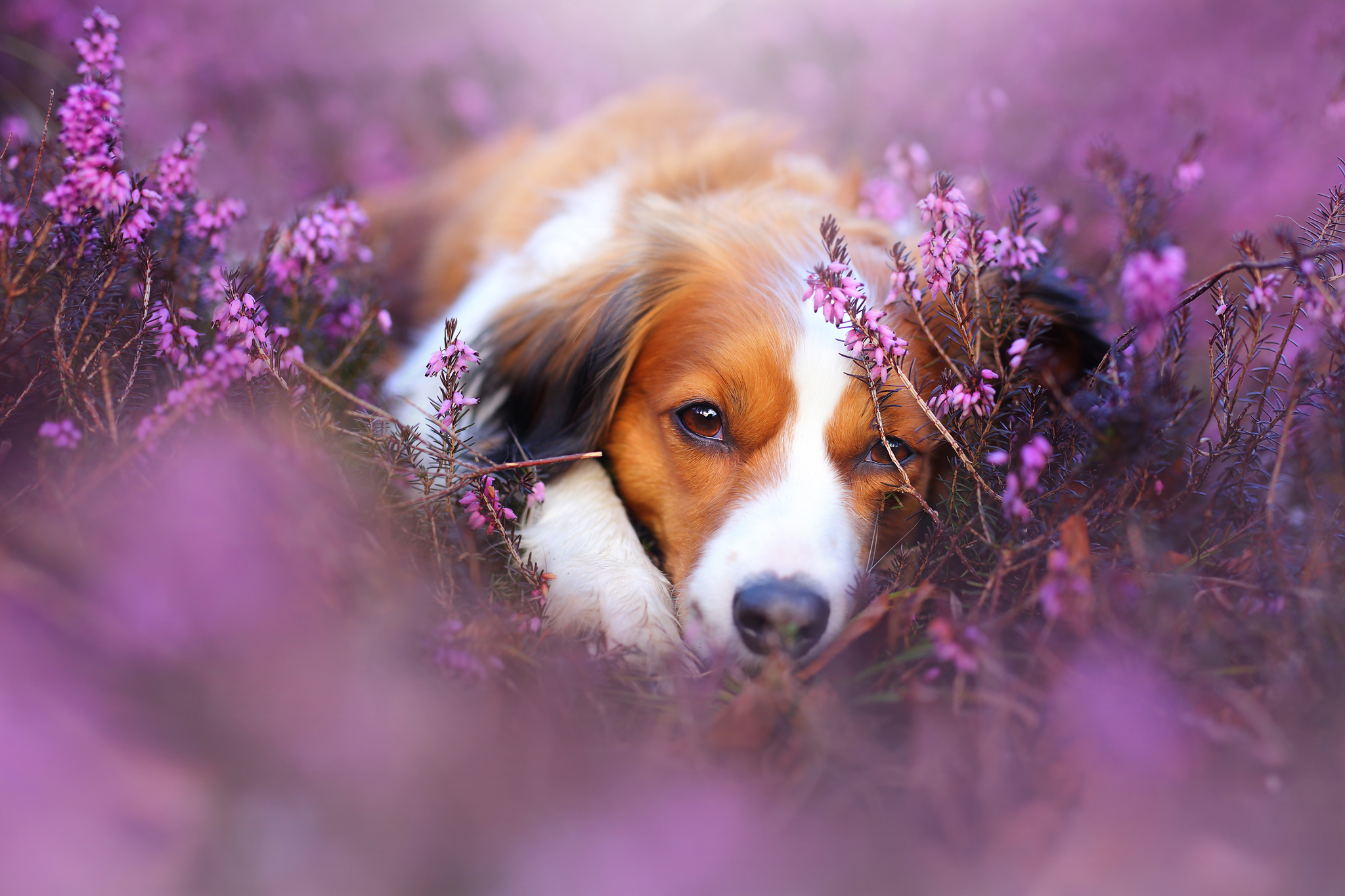 Cute Dog in Flower Field Image Abyss
