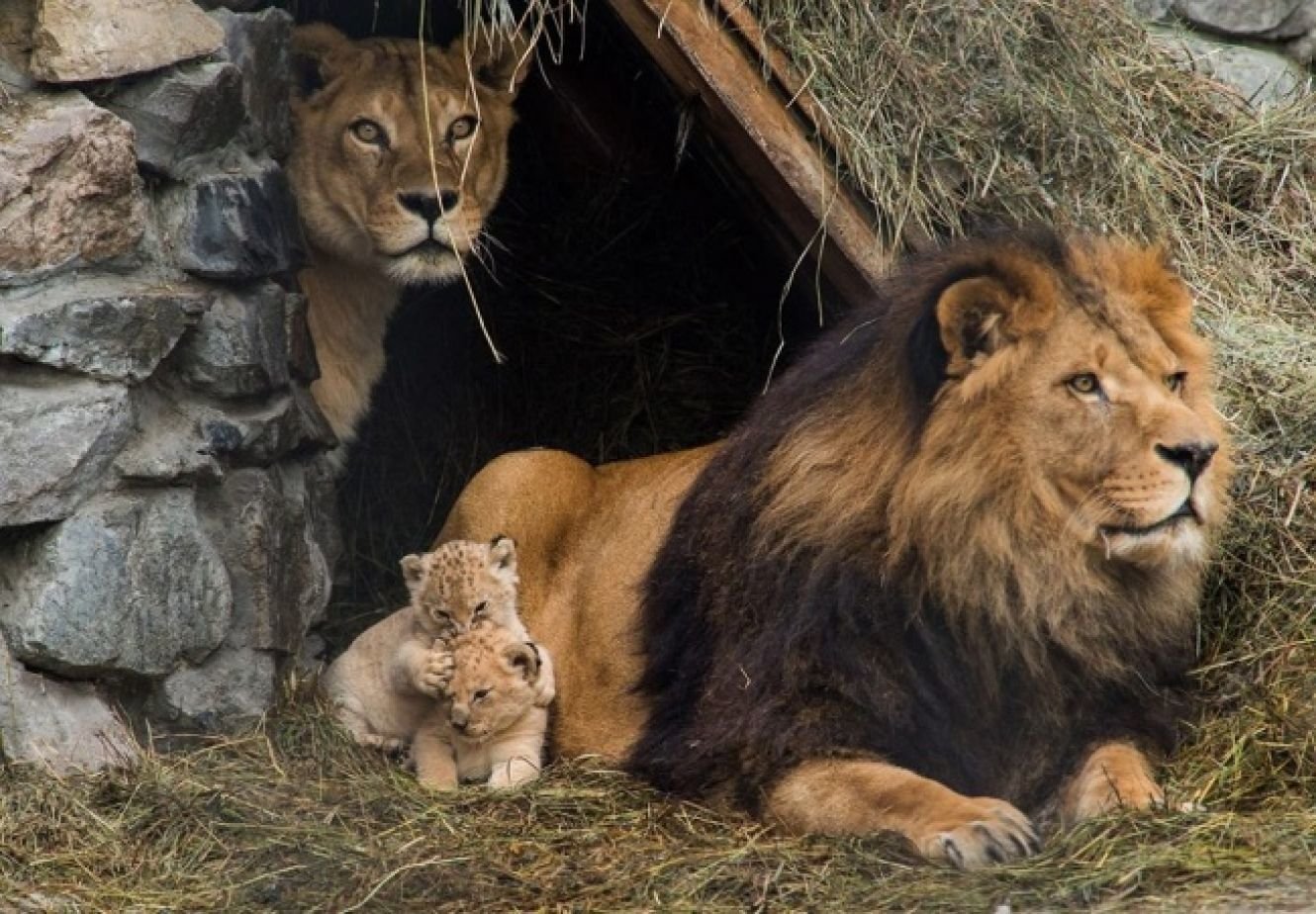 endearing lion family with cubs Image ID 293448 Image Abyss