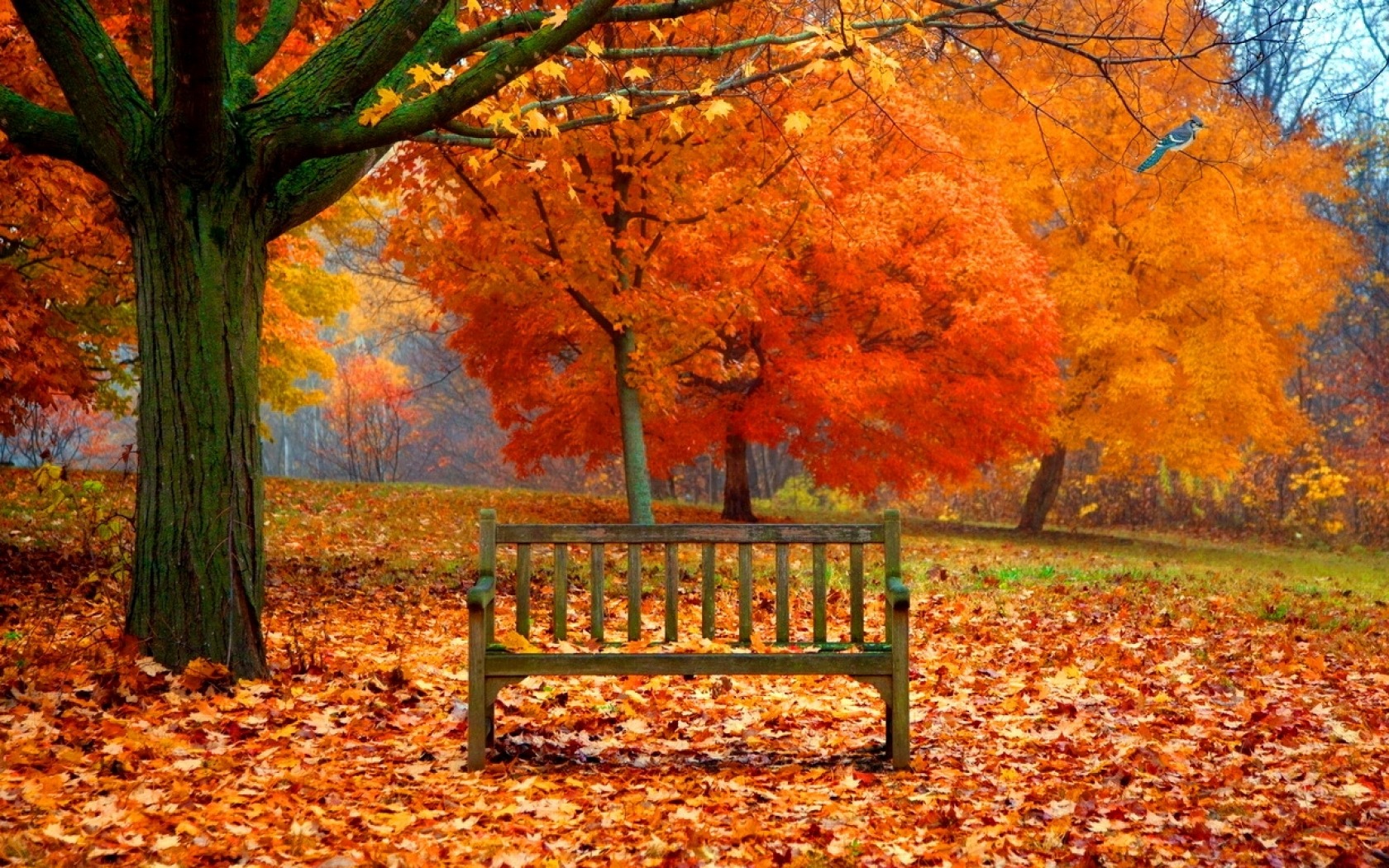 Bench in Autumn Park Image Abyss