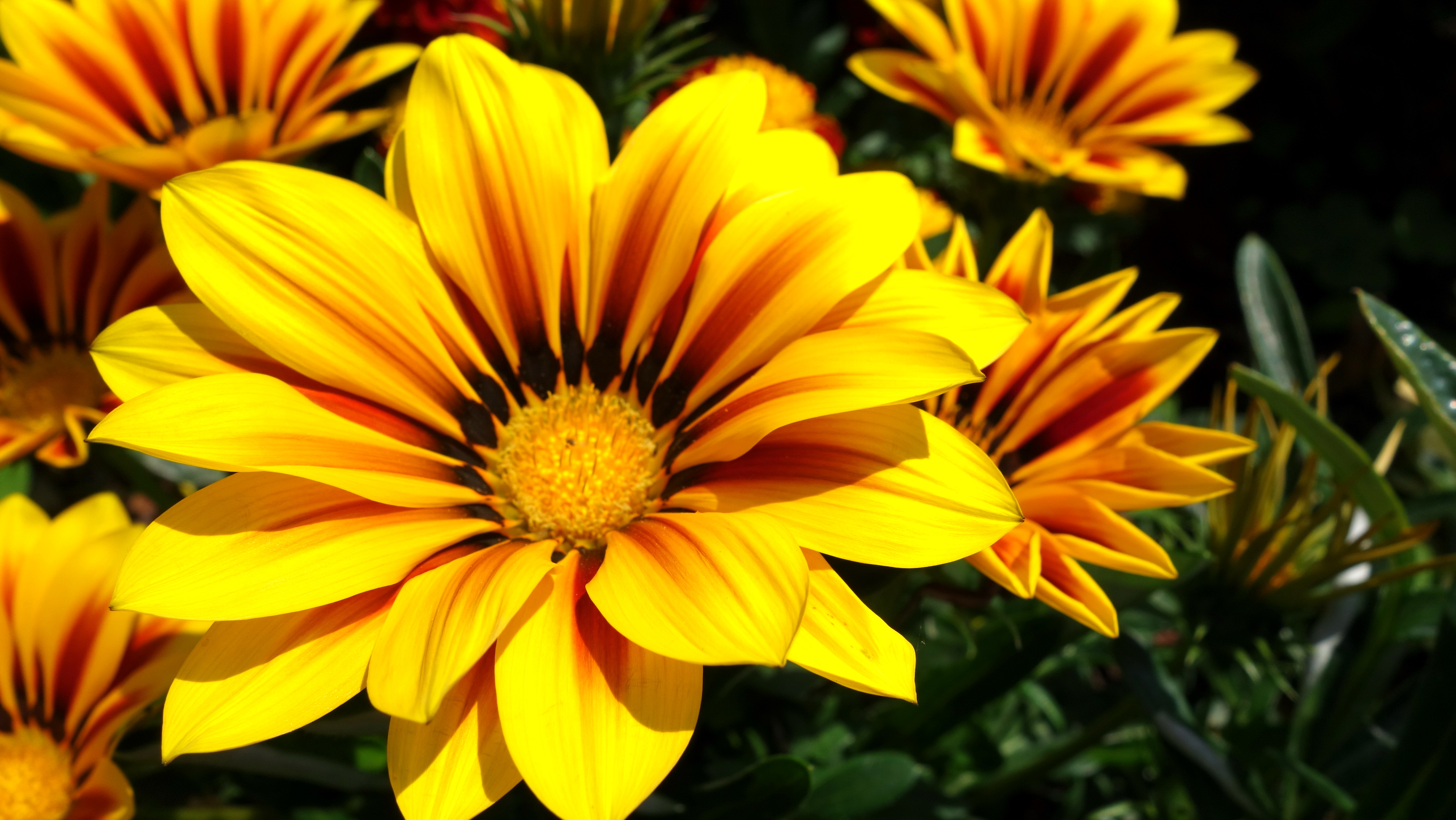 Gazania 1 by mapini Image Abyss