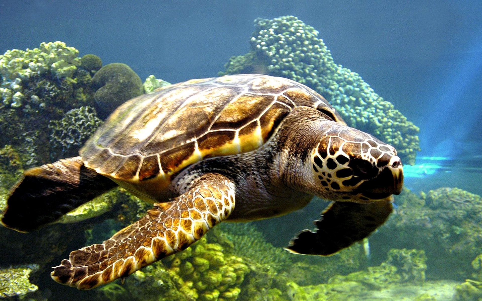 Sea Turtle Image ID 297808 Image Abyss