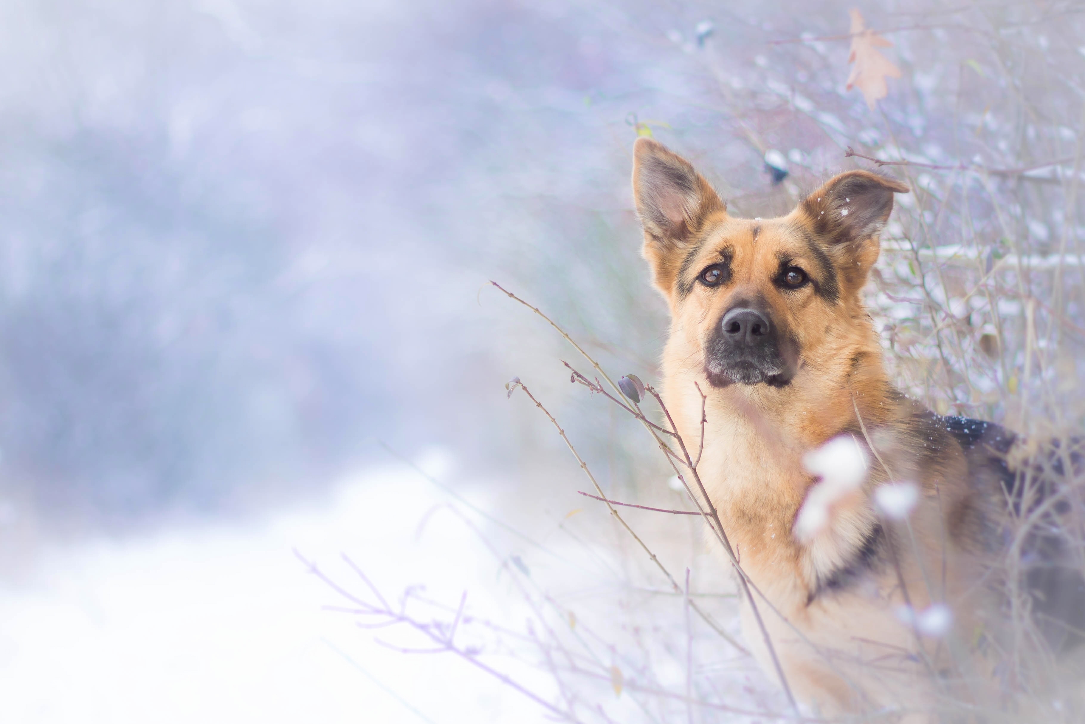 German Shepherd in the Snow Image Abyss