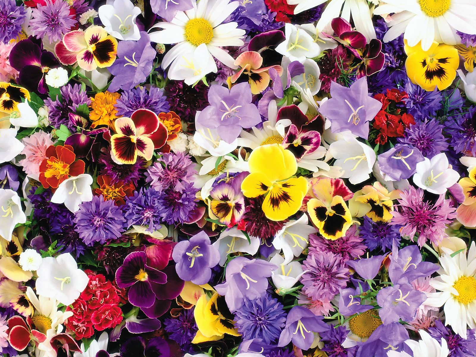 Colorful Summer Flowers Image Abyss