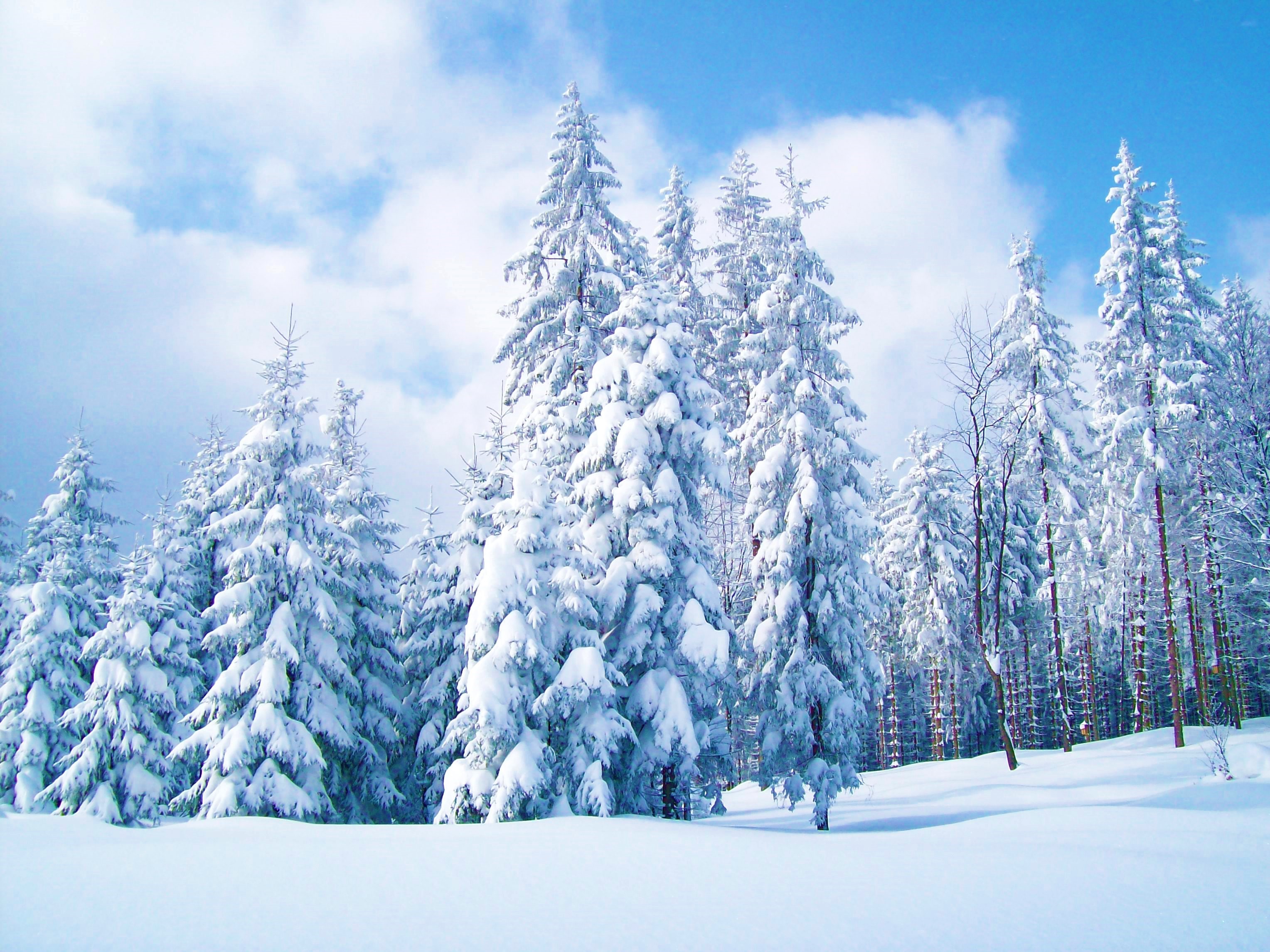 Blue Sky over SnowCovered Trees Image ID 307344 Image Abyss