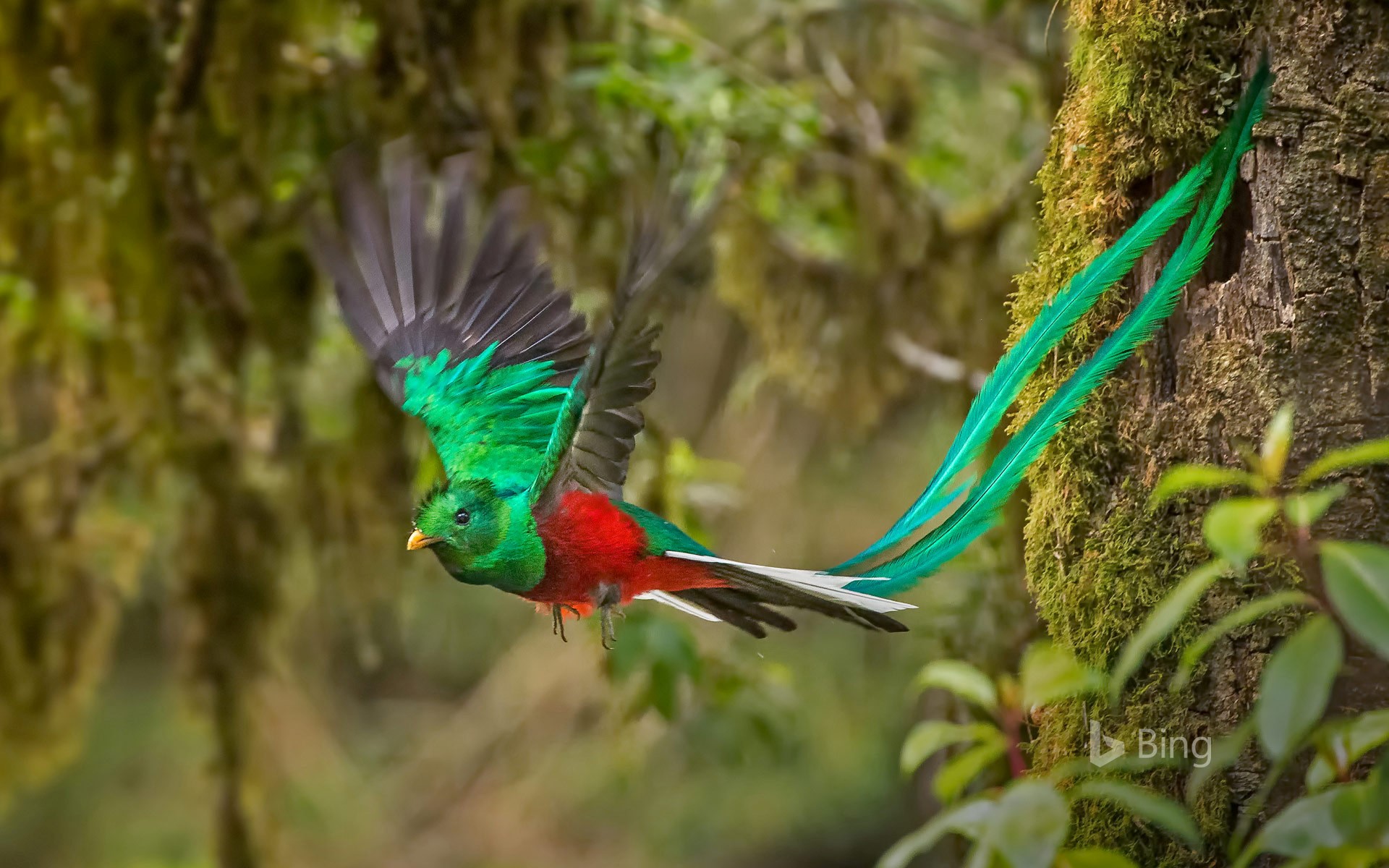 Male Resplendent Quetzal in Costa Rica Image Abyss