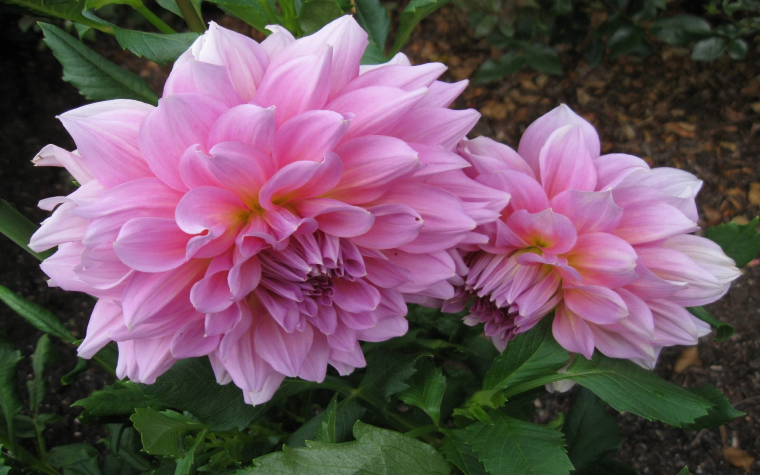 Pink Dahlias Image Abyss