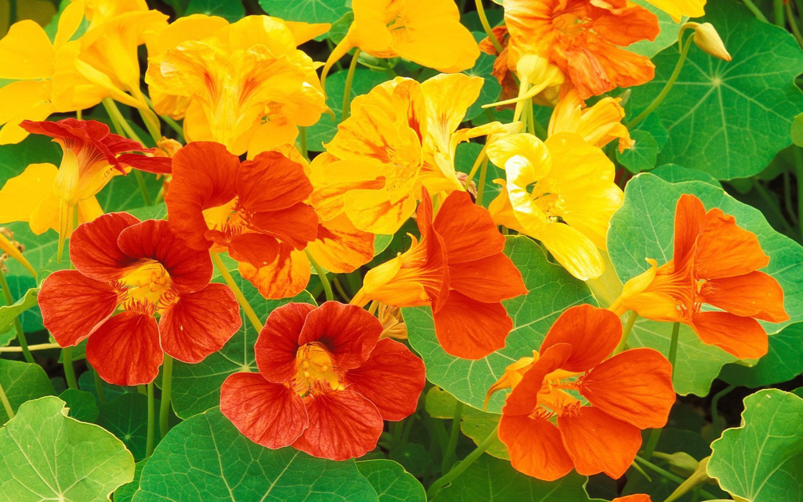 Red and Yellow Flowers Image Abyss