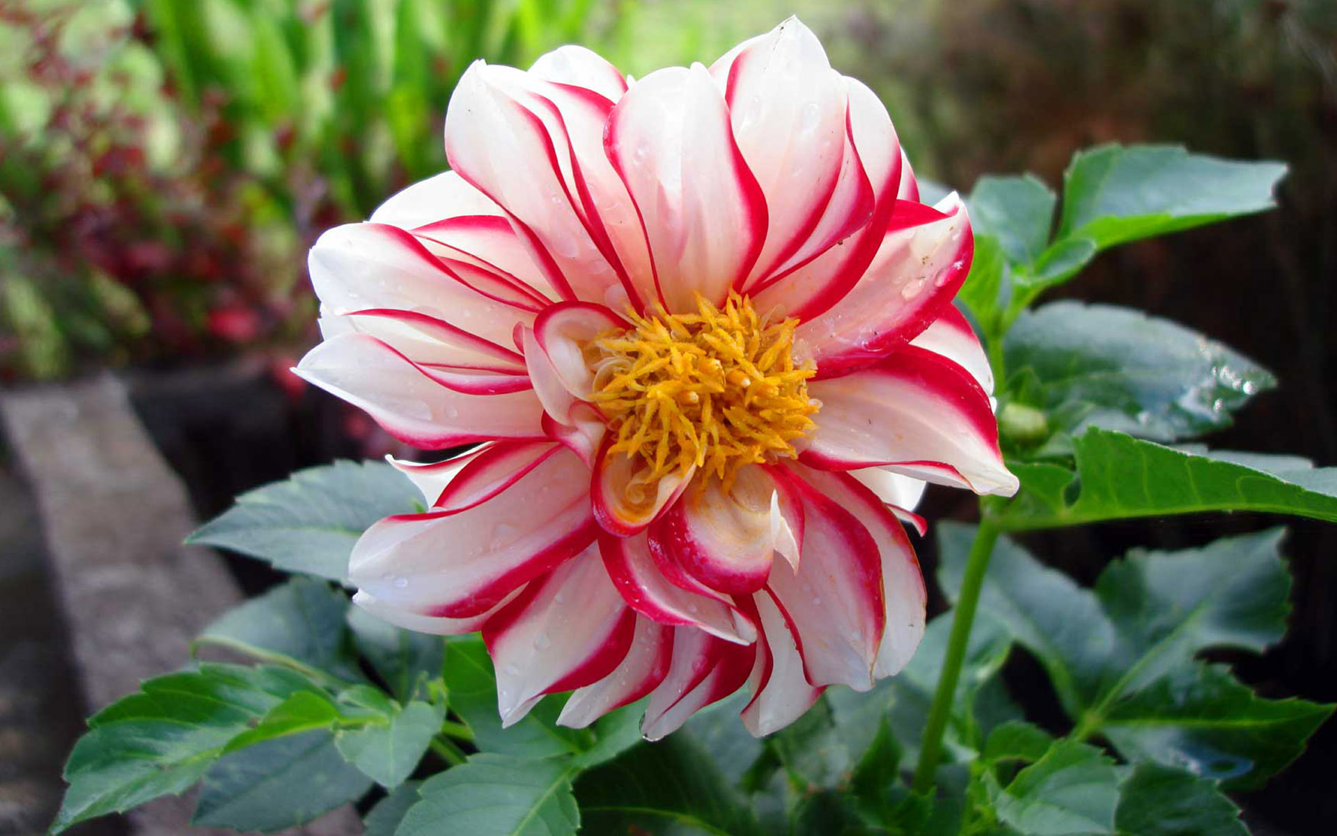 Tiger Flower Image Abyss