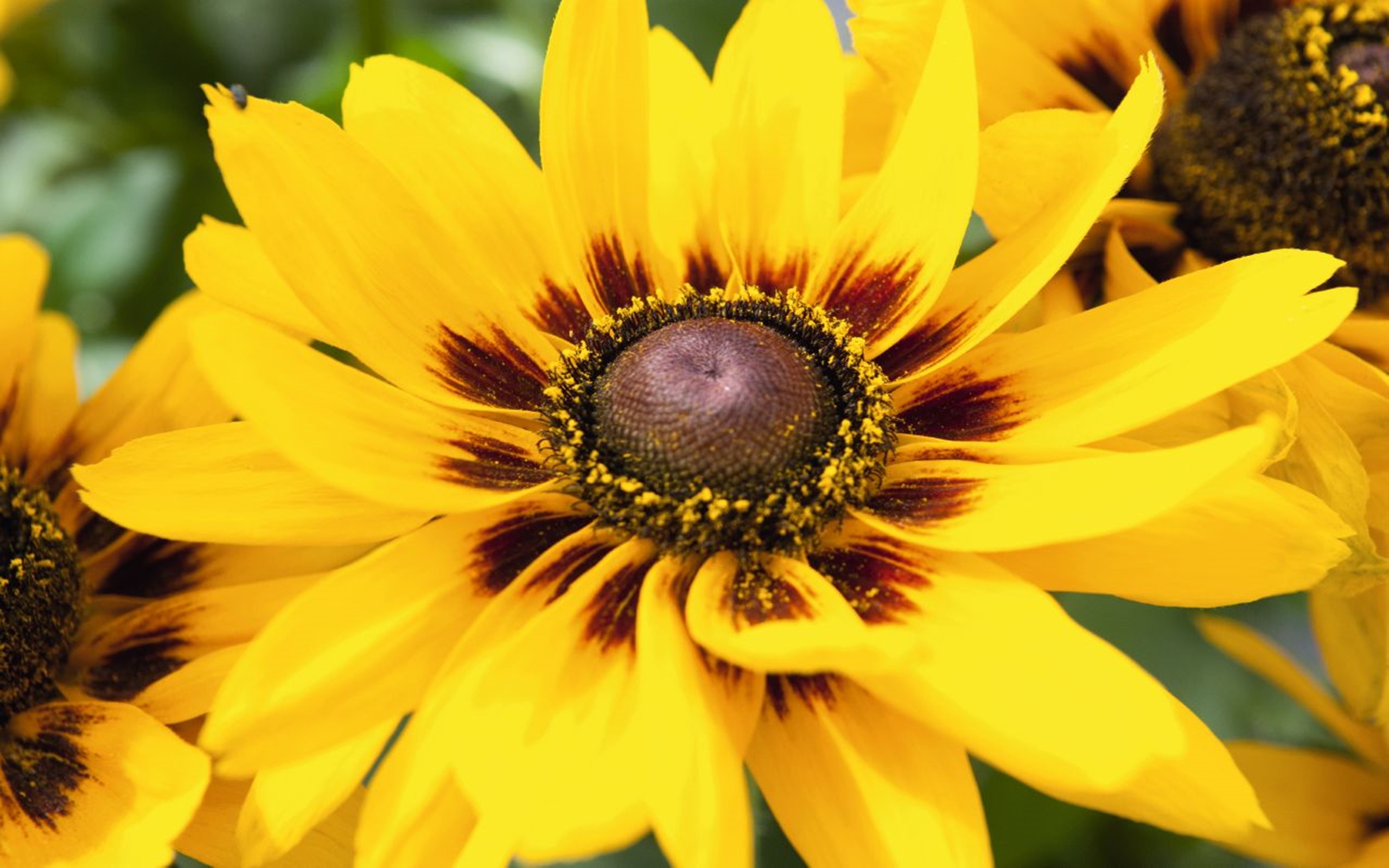Rudbeckia hirta 'Denver Daisy' Image Abyss