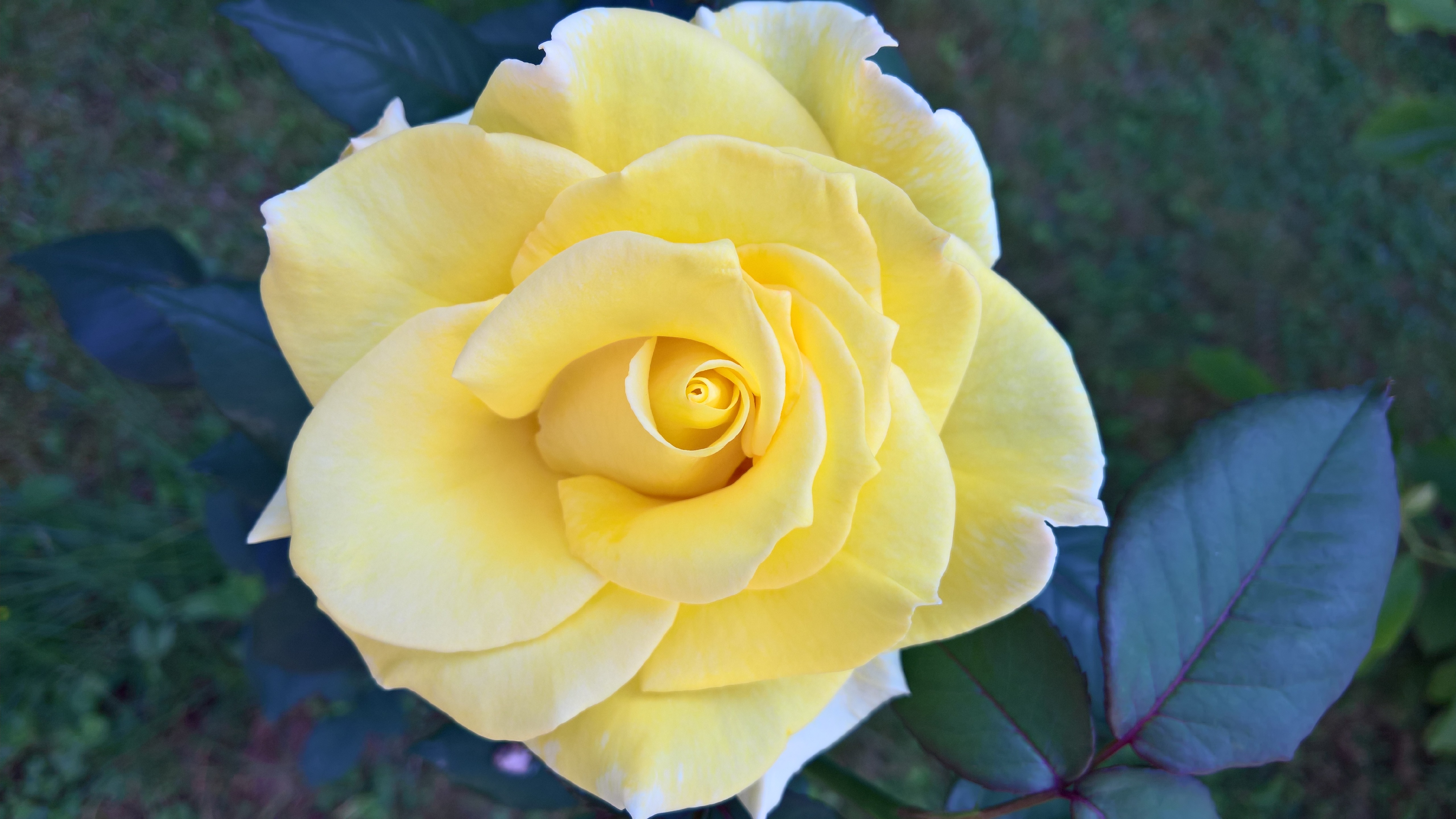 Pale Yellow Rose Image Abyss